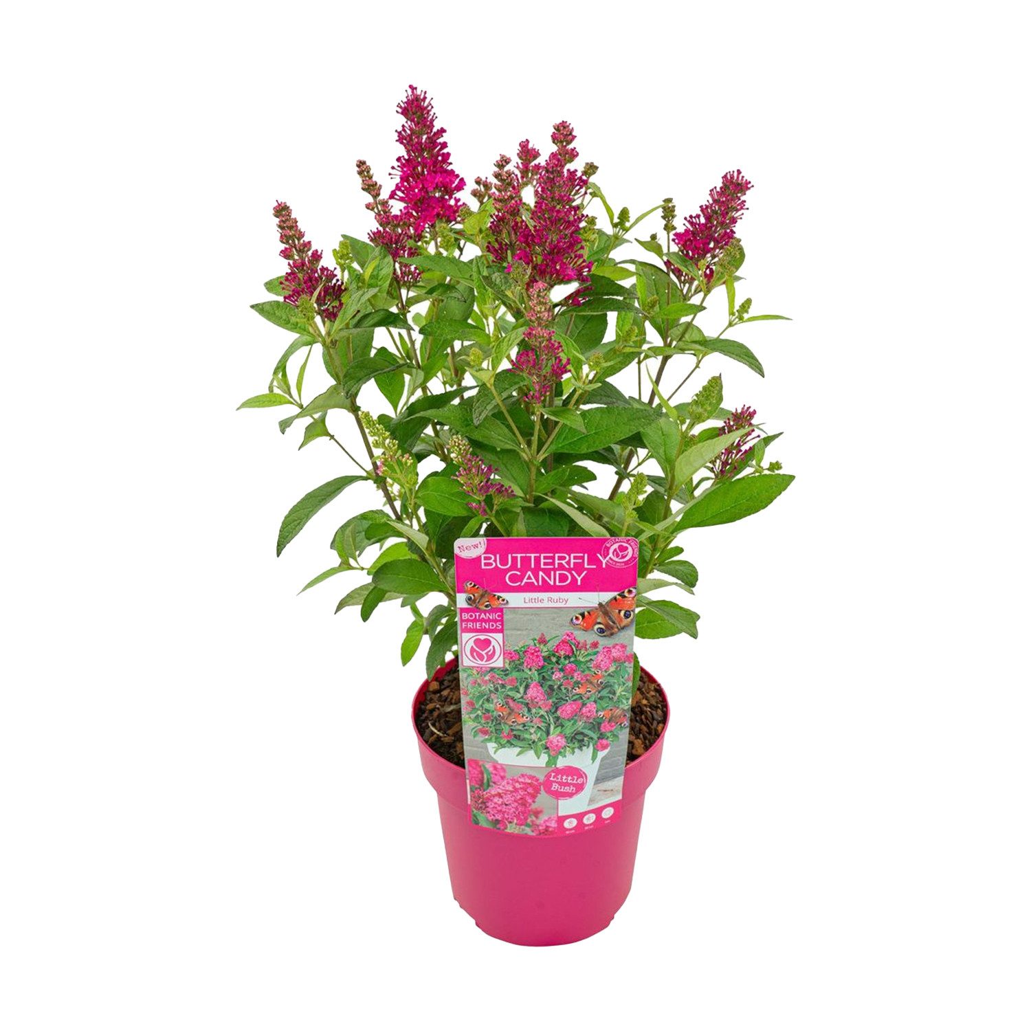 Bloomique Beetpflanze Bloomique - Buddleja Butterfly Little Ruby - Schmetterlingsflieder - G, 1 St.