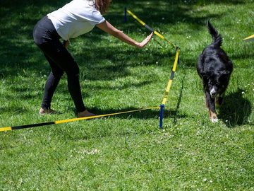Procyon Tier-Intelligenzspielzeug Longier-Set für Hunde, Kunststoff