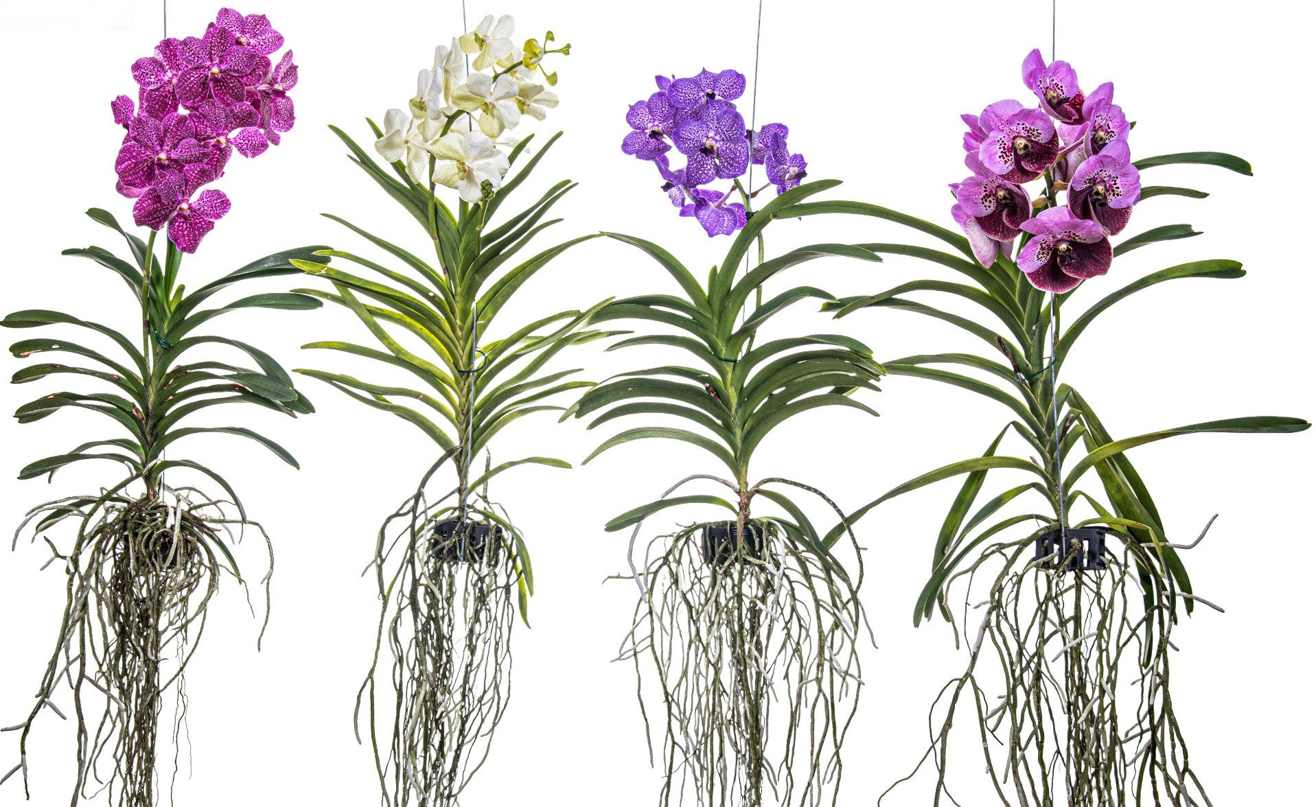 meinvipshop Zimmerpflanze Echte blühende orchidee Vanda violett echte lebende Zimmerpflanze, 1 St.