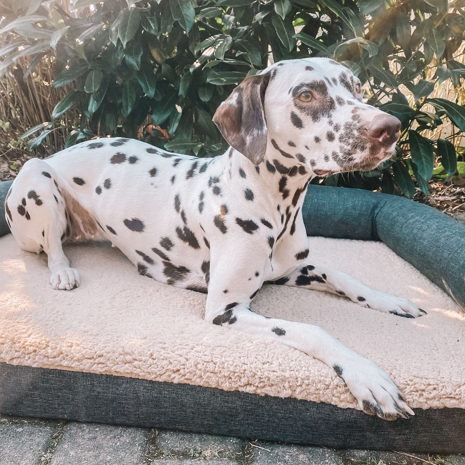 Mr. Cuddles Tierbett BELLA, Hundebett, orthopädisch, günstig online kaufen