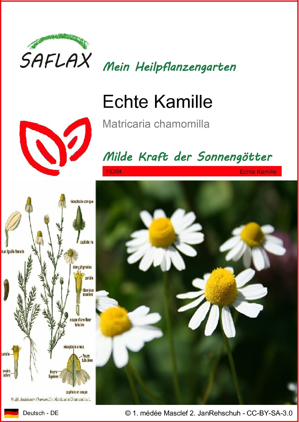 Blumensamen SAFLAX - Samen - Echte Kamille