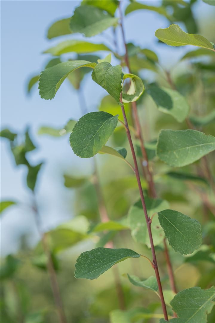 Pflanzen für Dich Gehölze Amelanchier alnifolia