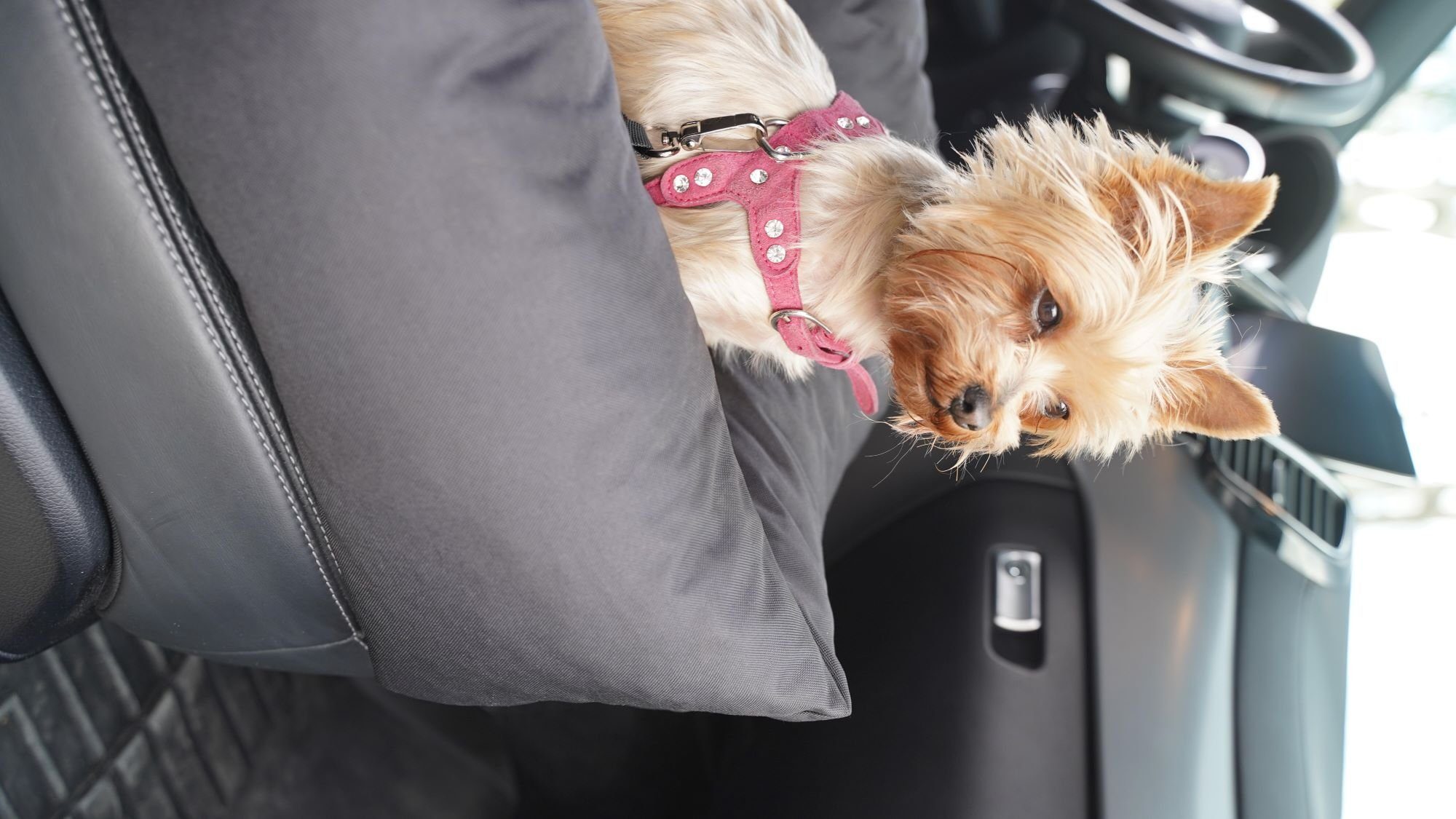 Animood Hunde-Autositz Hundeautositz Julian schwarz S Hundesitz Tierautositz 58x53x20 cm, Kodura, wasserfestes Material