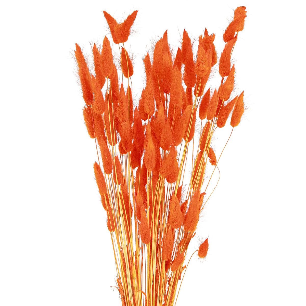 Trockenblume Hasenschwanzgras Orange Сухоцветы Deko 50-60cm 50g - Samtiges, Viana, Höhe 20 cm