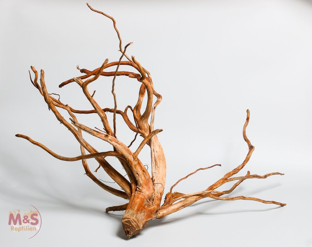 Terrarium ''Lagune''Driftwood (Treibholz) ''Hibiscus tiliaceus'' 40-60 cm (smal