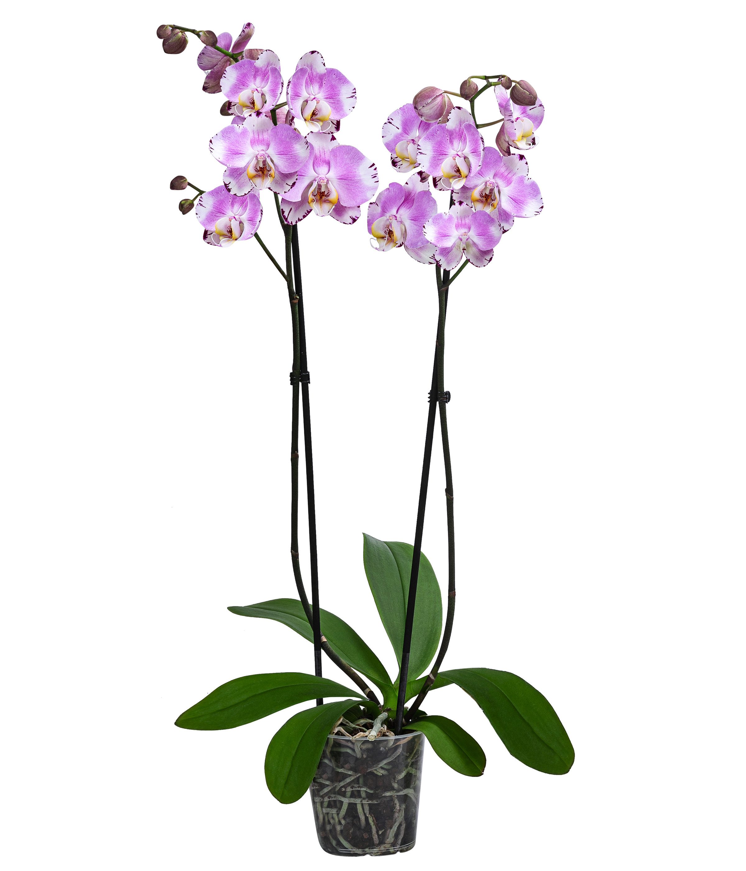 Dehner Zimmerpflanze Schmetterlingsorchidee Art Nouveau, 40-50 cm inkl. Topf, Ø Topf 12 cm, Phalaenopsis cultivars, pflegeleichte, zweitriebige Orchidee