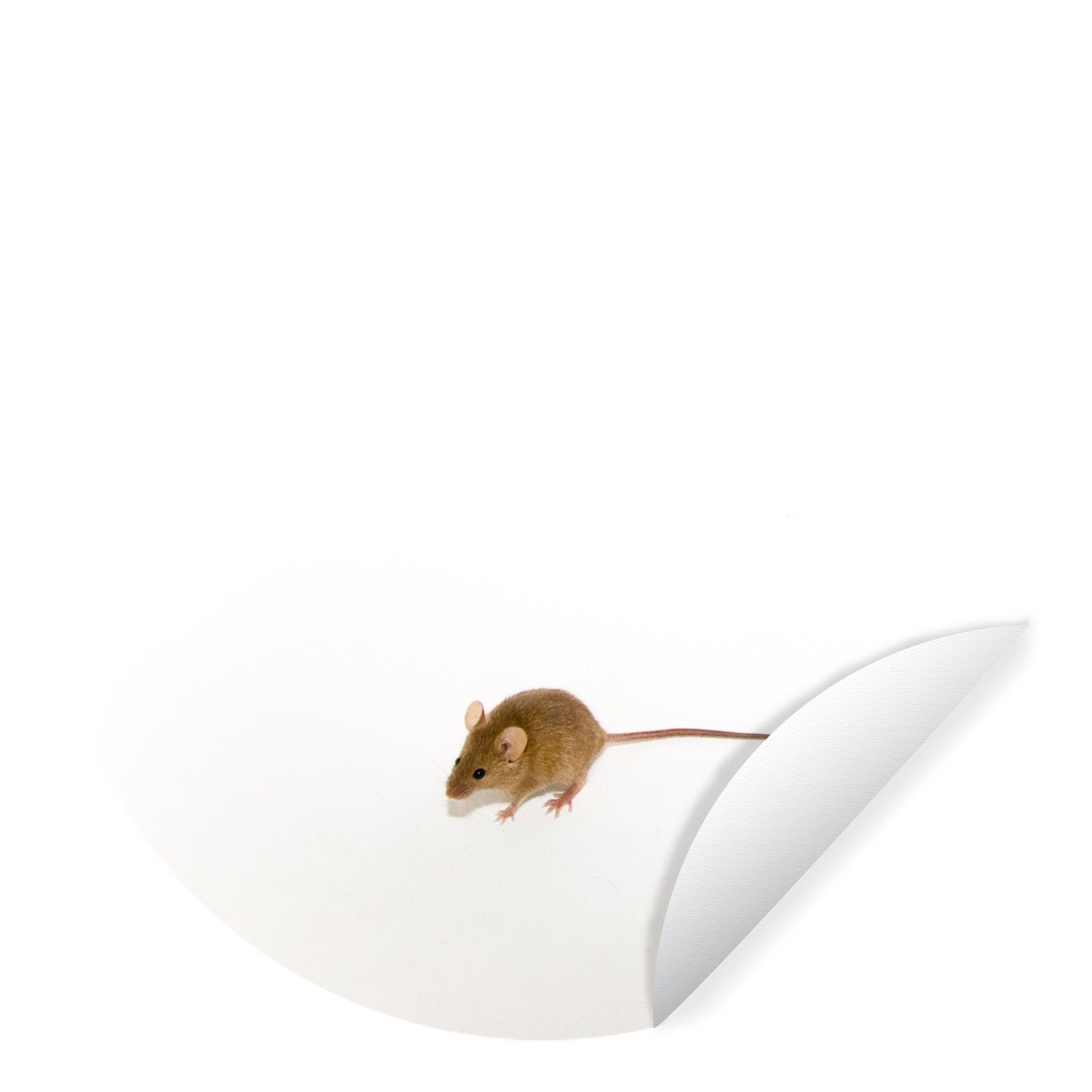 MuchoWow Wandsticker Maus - Tiere - Weiß (1 St), Tapetenkreis für Kinderzimmer, Tapetenaufkleber, Rund, Wohnzimmer