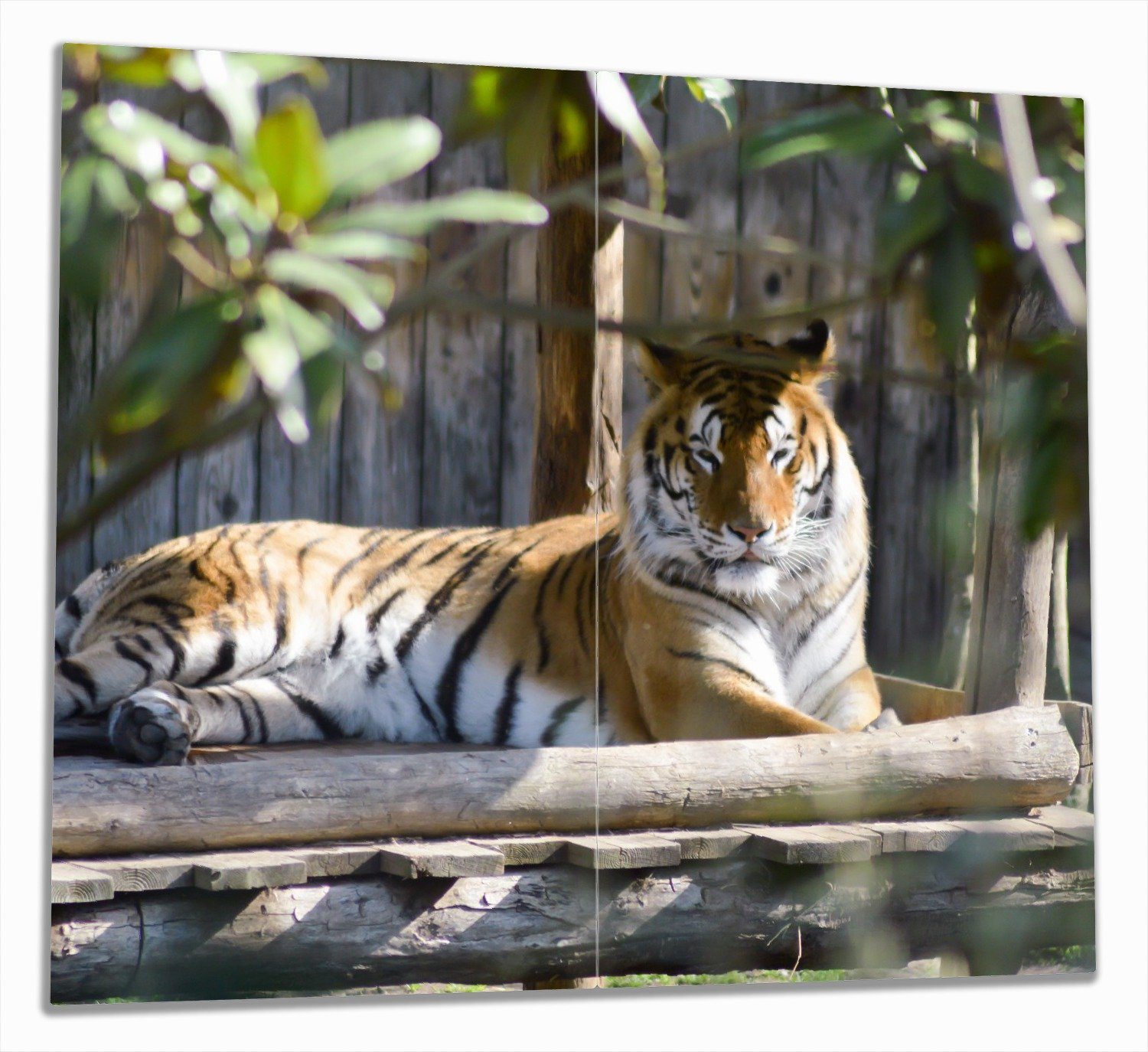Wallario Herd-Abdeckplatte Tiger im Sonnenschein, Größen ESG-Sicherheitsglas, 2 Noppen), verschiedene tlg., inkl. (Glasplatte, 5mm