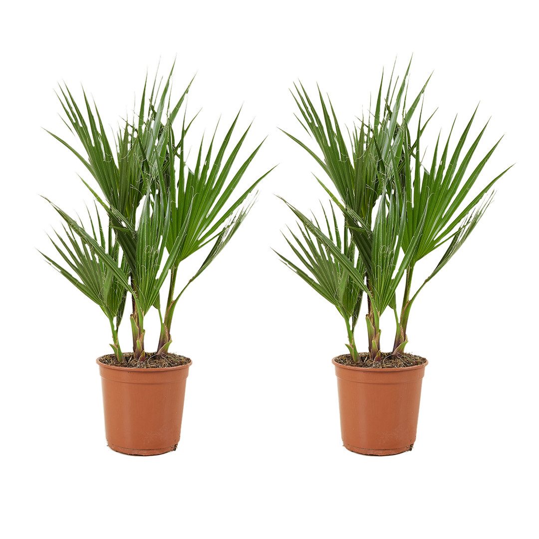 Bloomique Kübelpflanzen 2er Set - Washingtonia Robusta - Mexikanische Fächerpalme - Palme - Wi, 2 St.