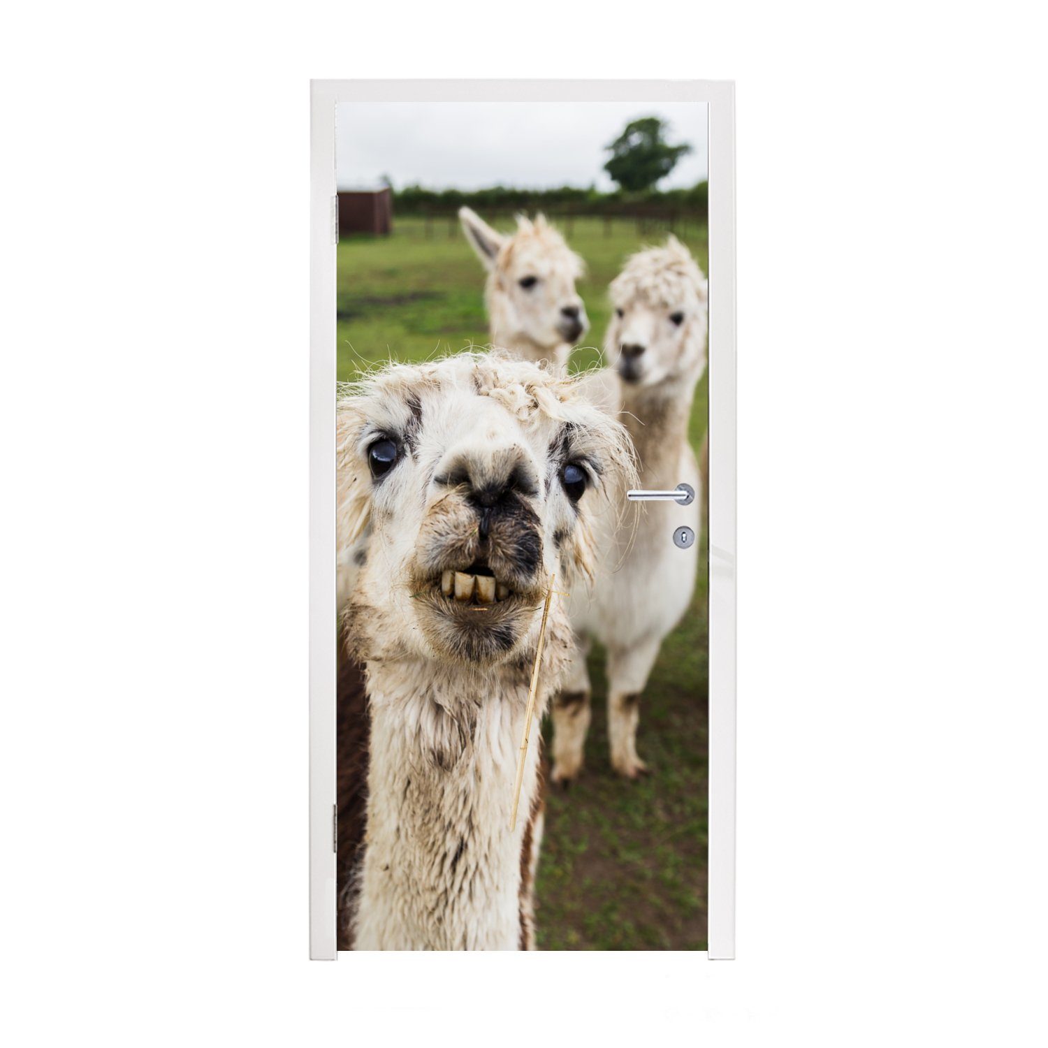 MuchoWow Türtapete Lama - Selfie - Gras, Matt, bedruckt, (1 St), Fototapete für Tür, Türaufkleber, 75x205 cm