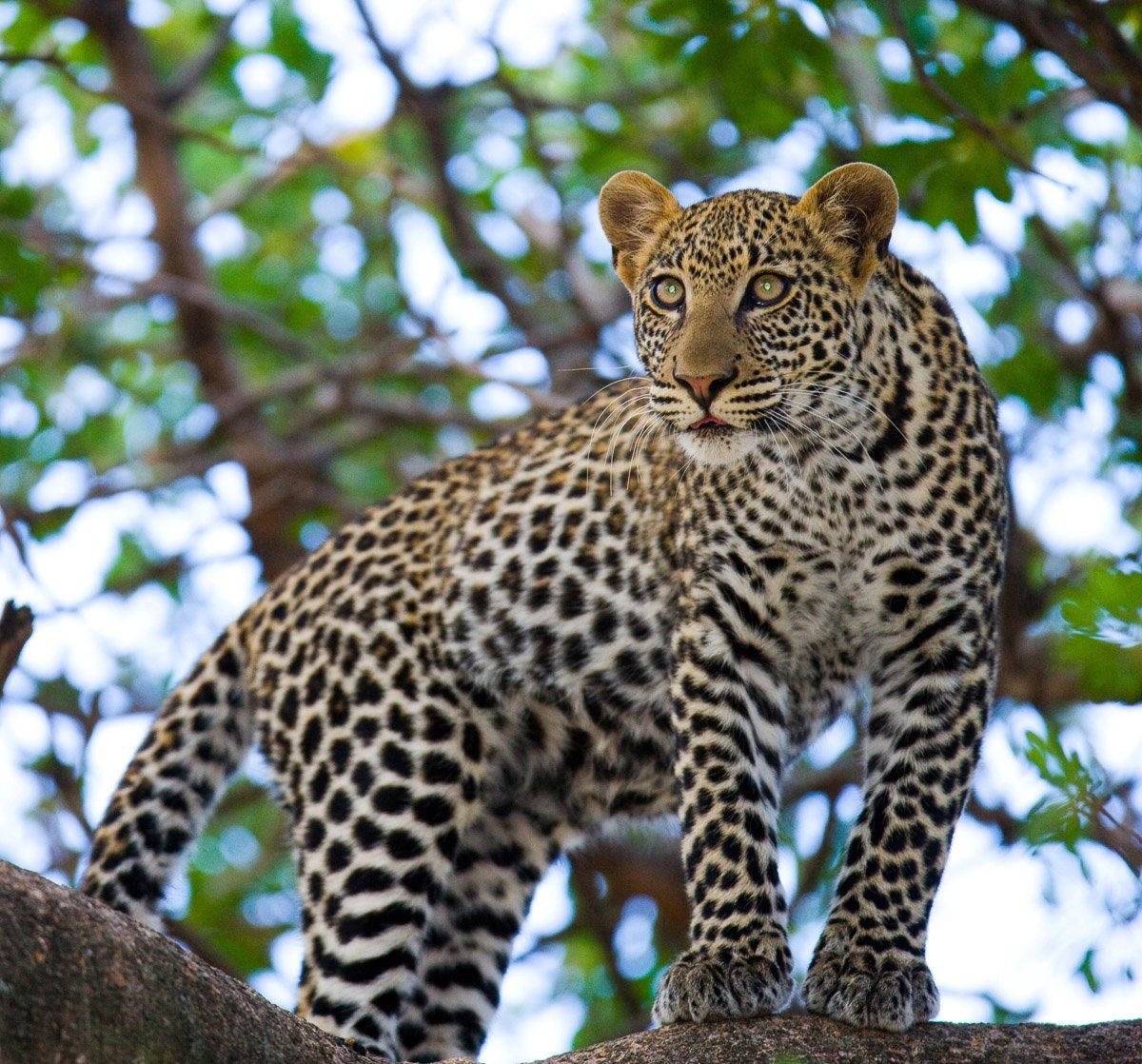 Fototapete Leopard auf dem Baum
