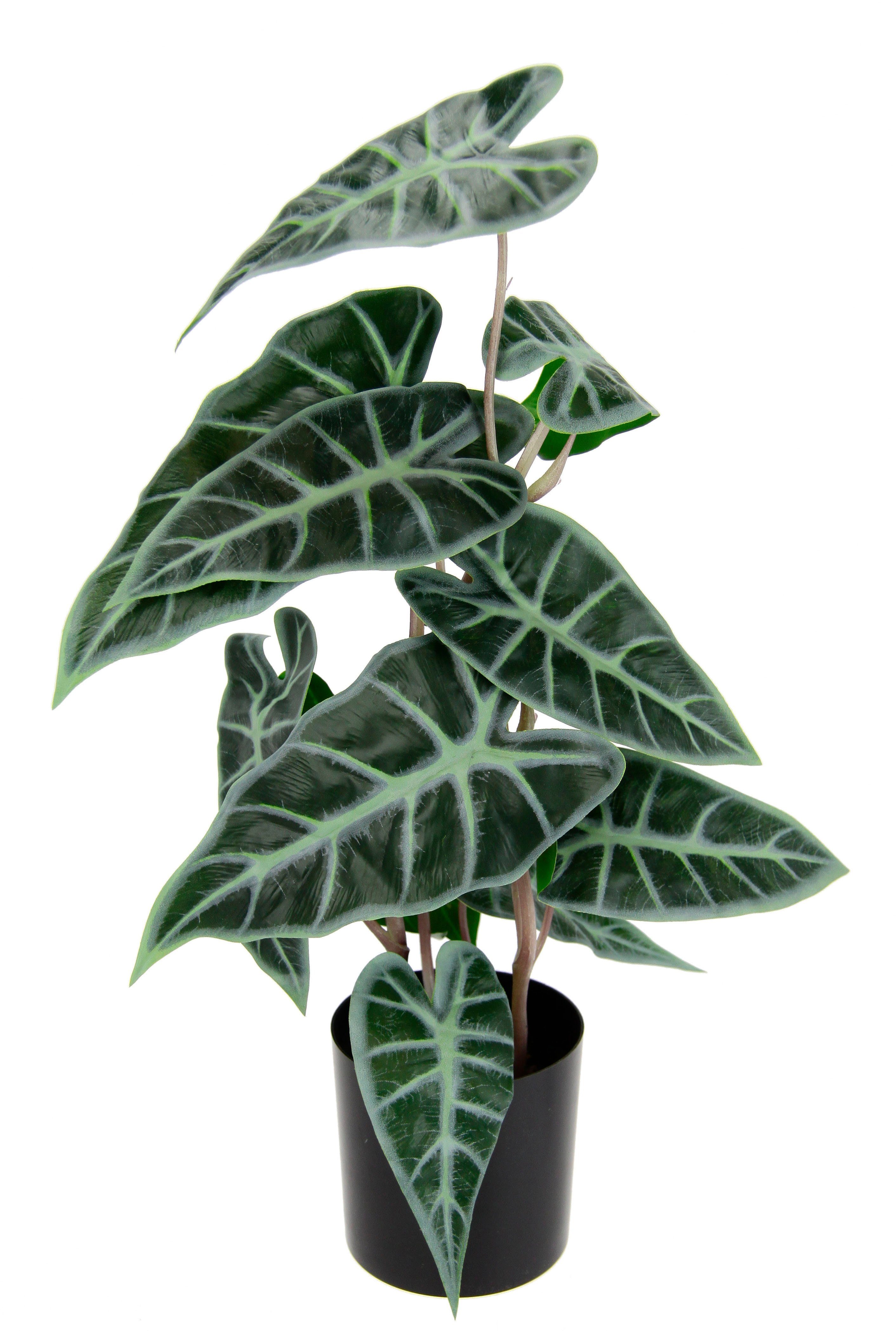 Kunstpflanze Calathea, I.GE.A., Höhe 45 cm, günstig online kaufen