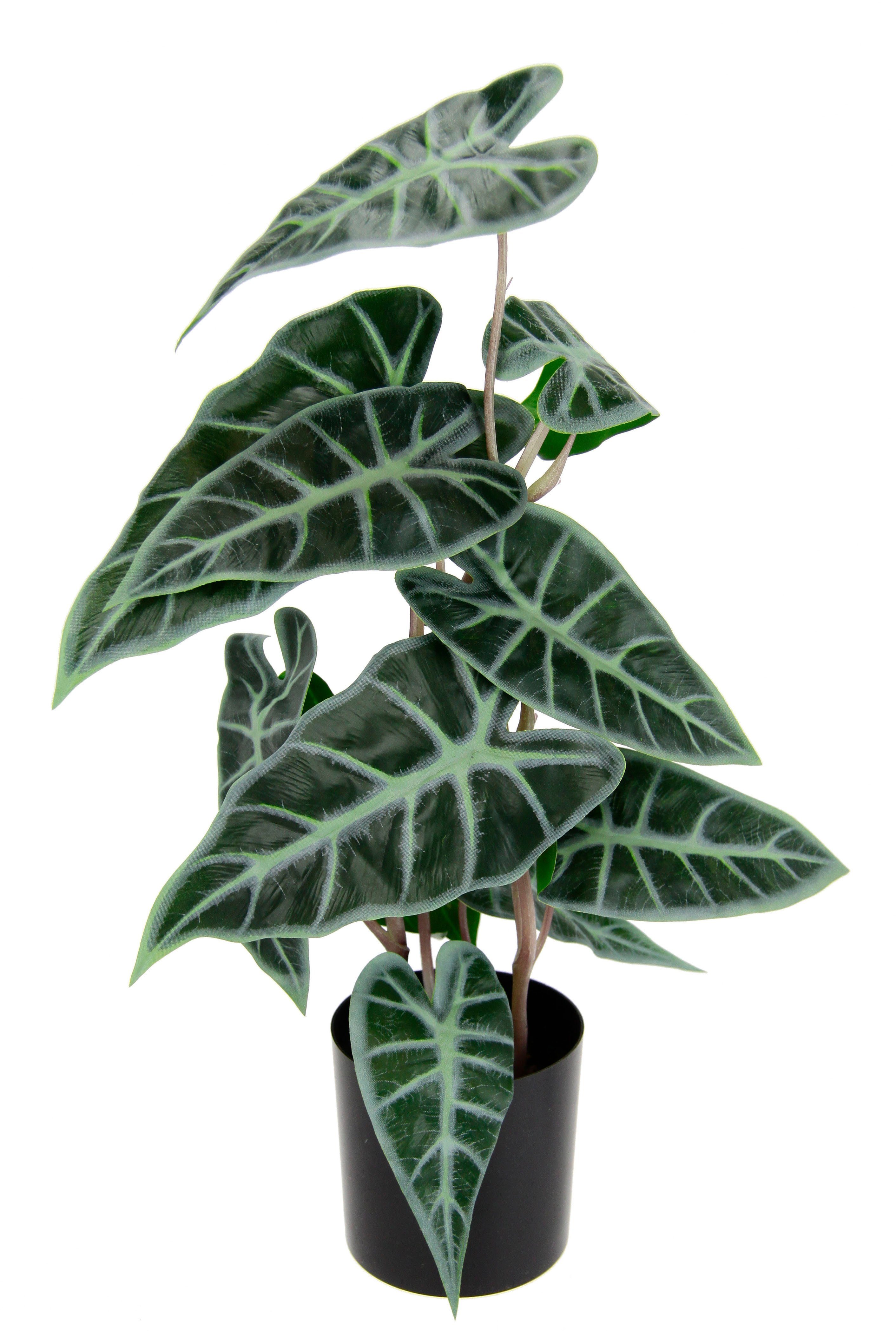 Kunstpflanze Calathea, I.GE.A., Höhe 45 cm, Kunst-Pflanze Seidenblumen ZimmerpflanzeZebrina Alocasia Sanderiana