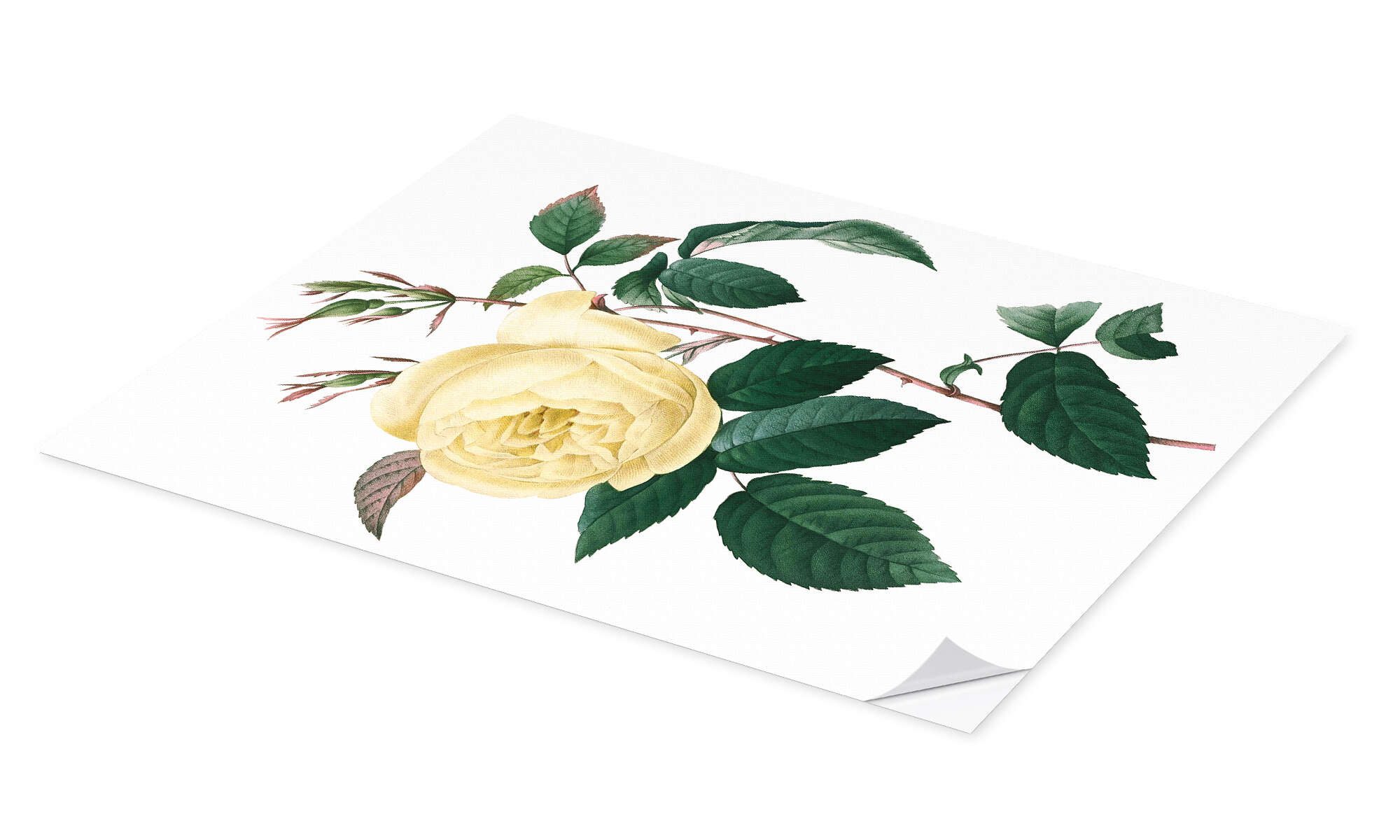 Posterlounge Wandbild Rosa indica, Pierre Joseph günstig online kaufen