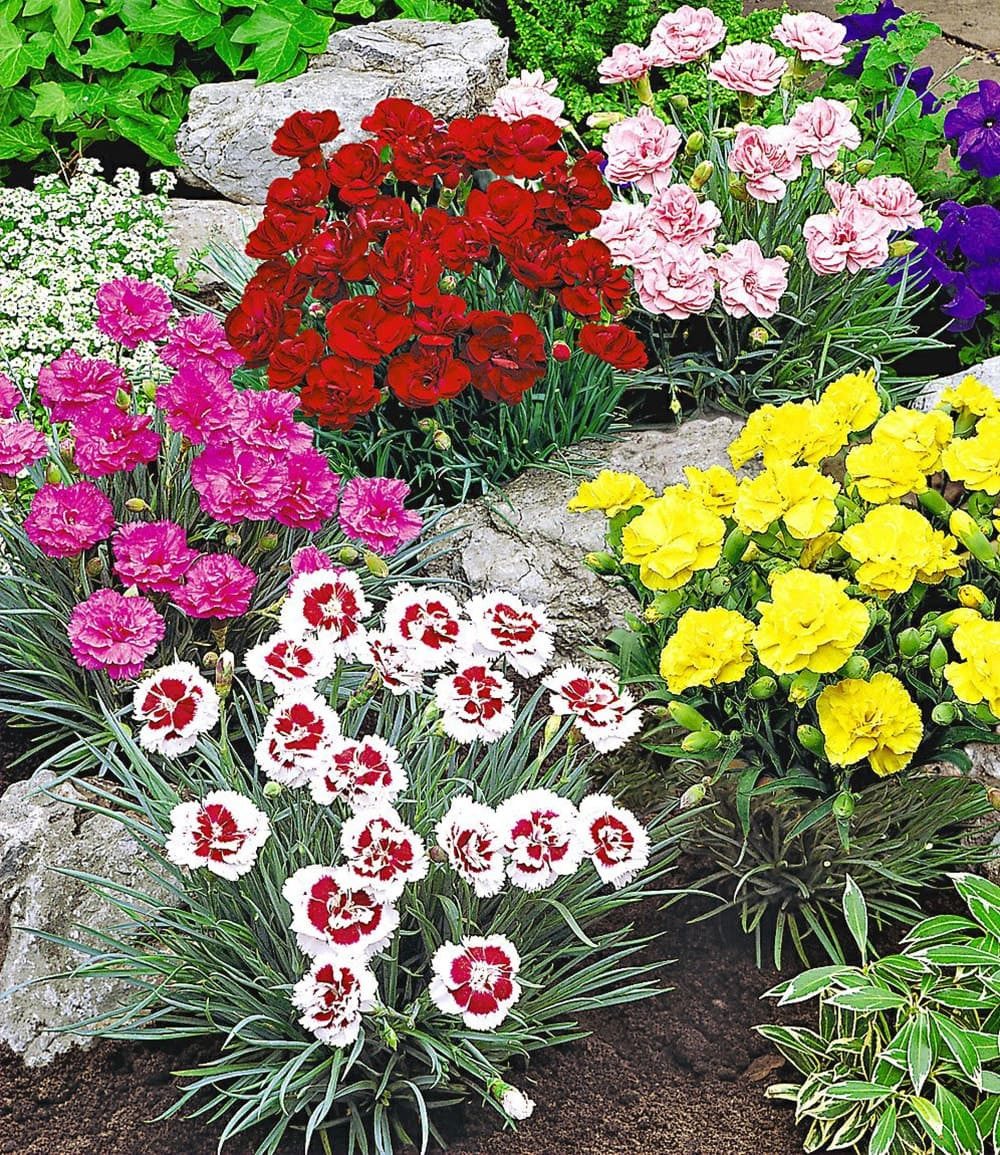 BALDUR Garten Staude Prachtmischung 'Duft-Gartennelken', 5 St., Dianthus,winterhart, mehrjährig, pflegeleicht