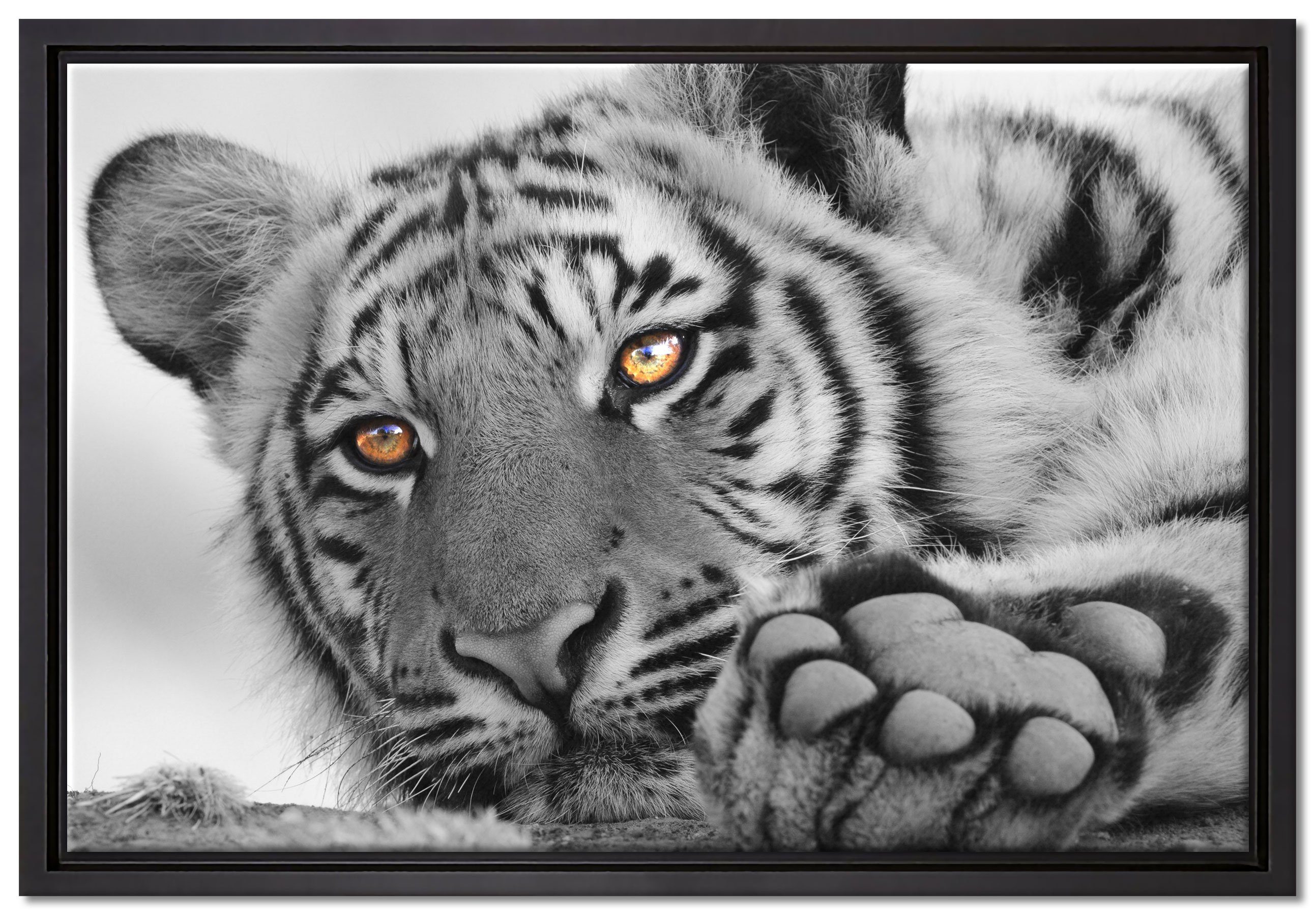 Pixxprint Leinwandbild entspannter Tiger, inkl. einem Schattenfugen-Bilderrahmen bespannt, Zackenaufhänger gefasst, Leinwandbild (1 Wanddekoration St), fertig in