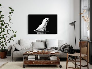 Sinus Art Leinwandbild 120x80cm Wandbild auf Leinwand Kakadus Papagei Schwarz Weiß Tierfotogr, (1 St)
