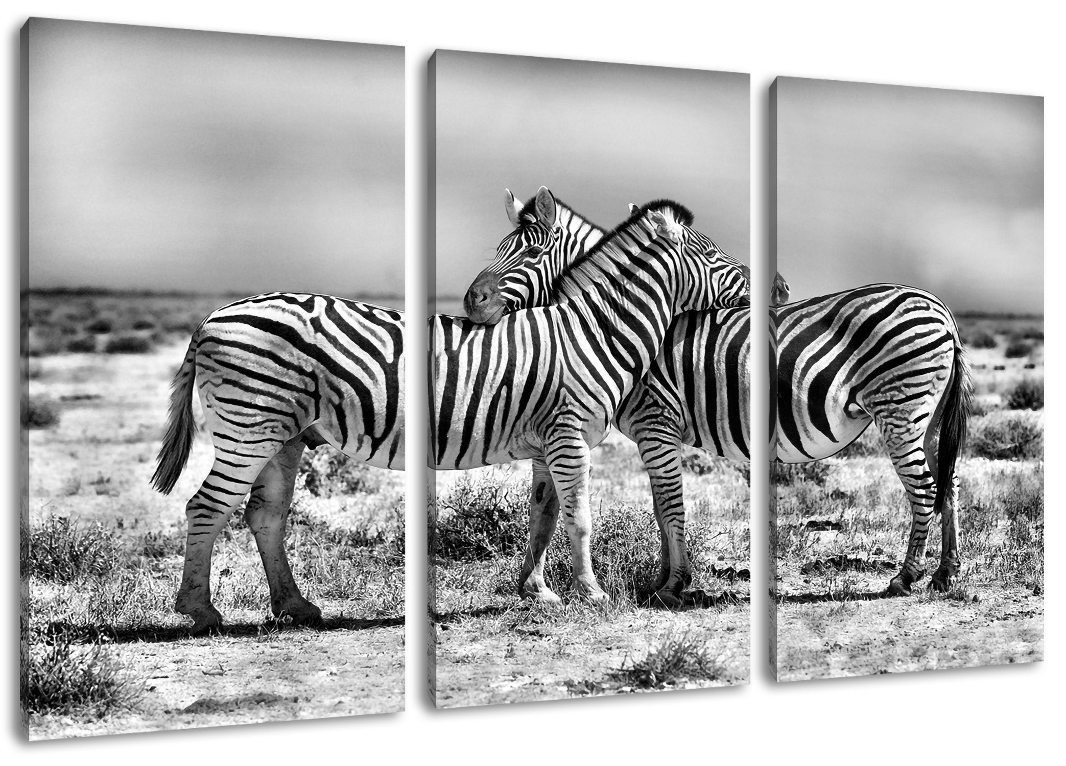 Leinwandbild Leinwandbild bespannt, Schmusende St), (120x80cm) inkl. Zebras Schmusende (1 3Teiler Pixxprint Zebras, Zackenaufhänger fertig