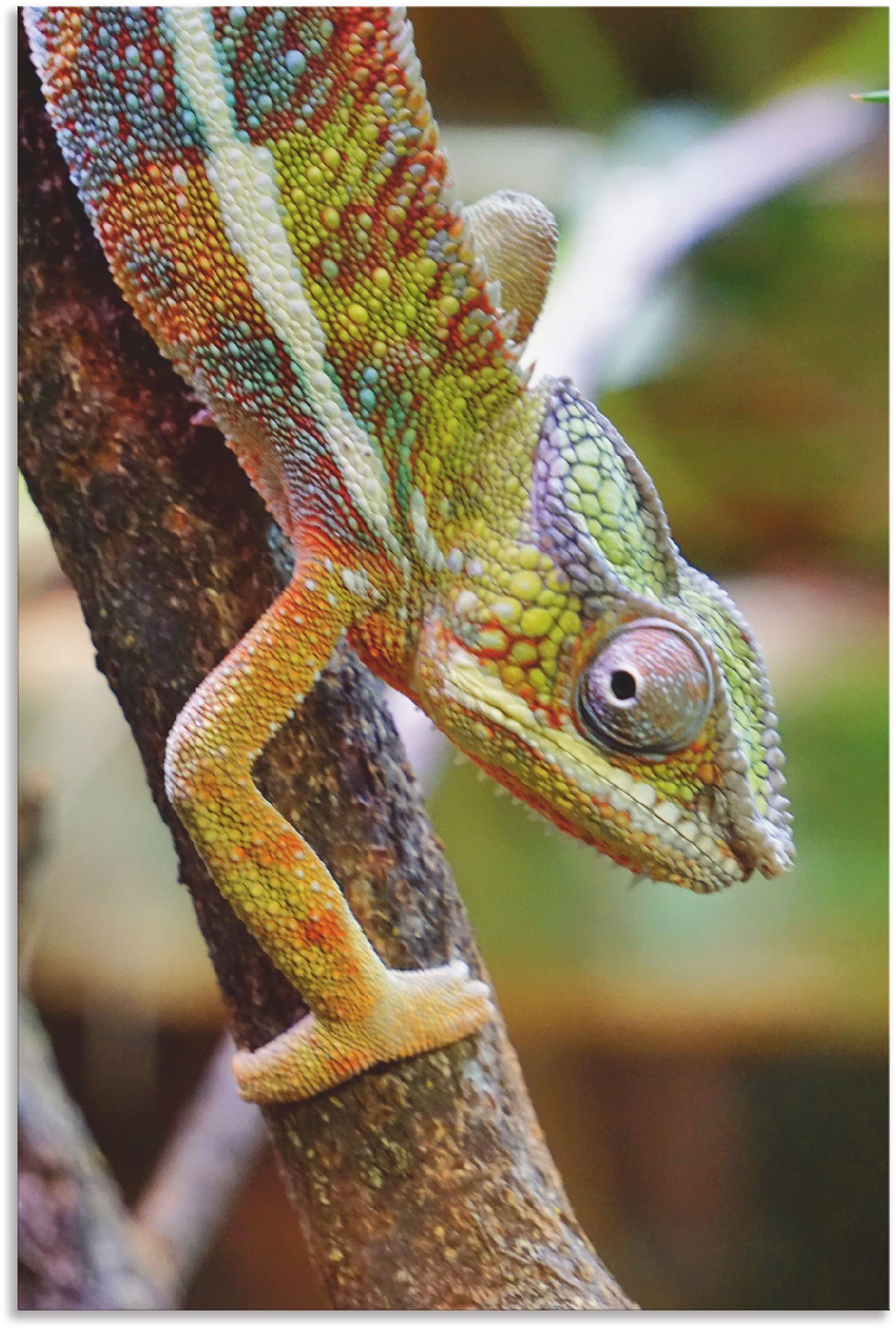 Artland Wandbild »Chamäleon«, Reptilien (1 Stück), in vielen Größen & Produktarten - Alubild / Outdoorbild für den Außenbereich, Leinwandbild, Poster, Wandaufkleber / Wandtattoo auch für Badezimmer geeignet-Otto