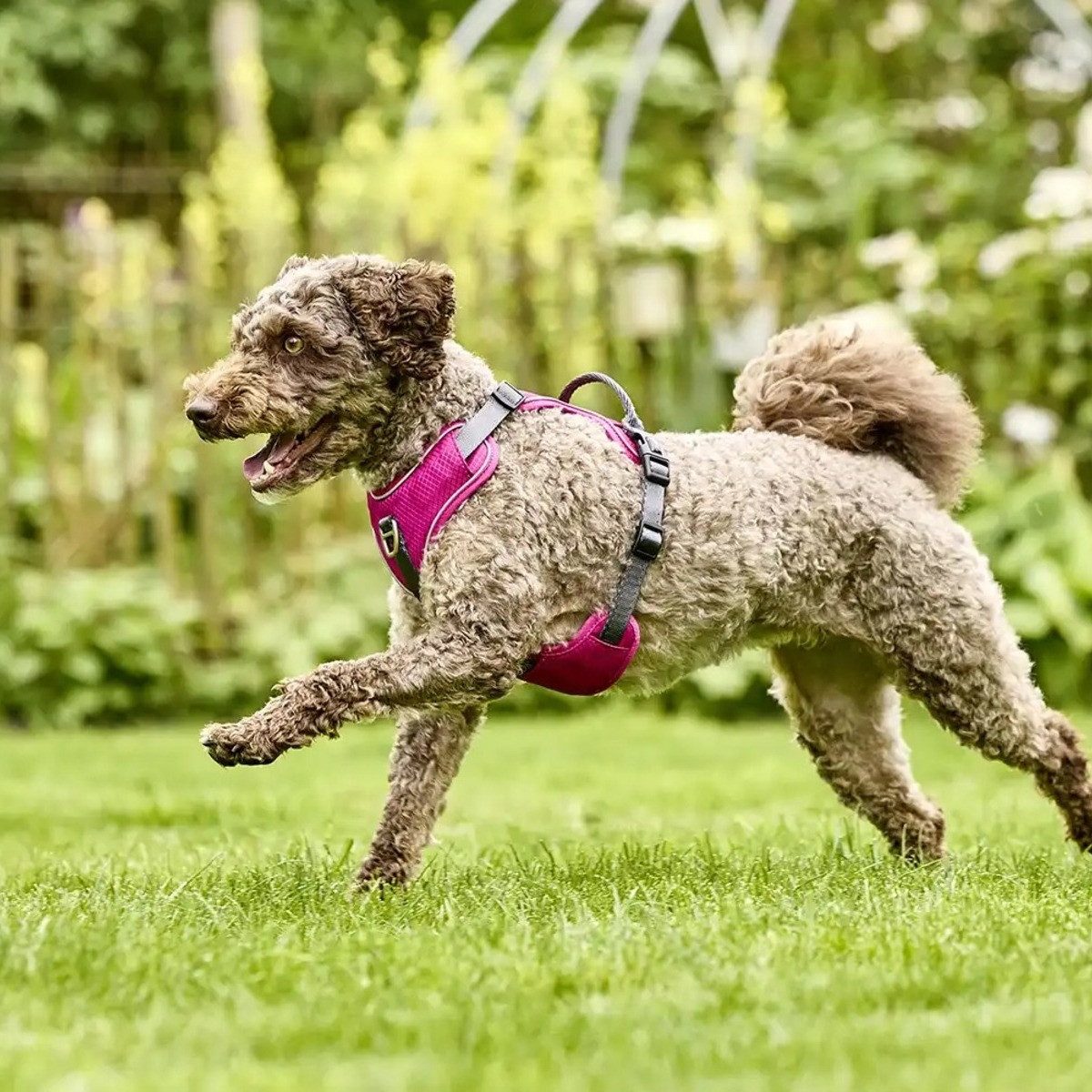 Wolters Hunde-Geschirr Geschirr Active Pro Comfort magenta/anthrazit