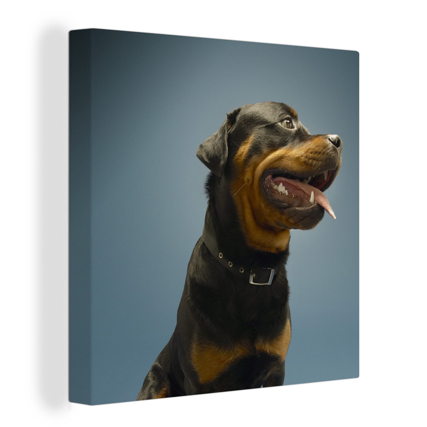 OneMillionCanvasses® Leinwandbild Studiofoto eines Rottweilers auf blauem Hintergrund, (1 St), Leinwand Bilder für Wohnzimmer Schlafzimmer
