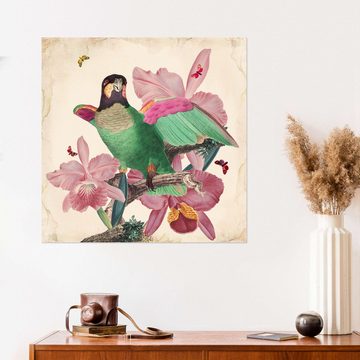 Posterlounge Wandfolie Mandy Reinmuth, Exotische Papageien VIII, Wohnzimmer Shabby Chic Illustration
