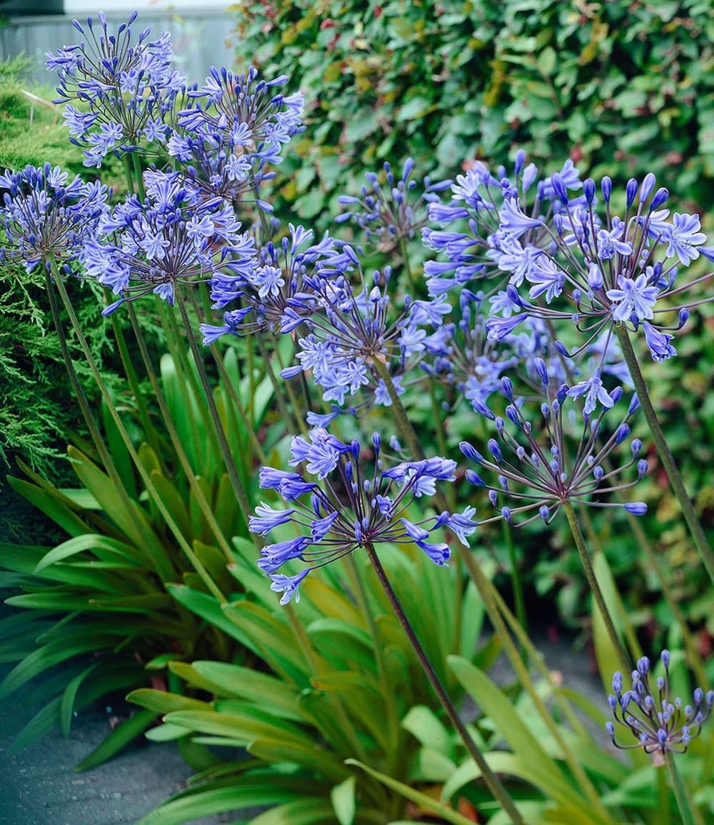 BALDUR Garten Blumenzwiebeln Agapanthus 'Blue', Agapanthoideae, großblütig, genügsam, winterhart, mehrjährig