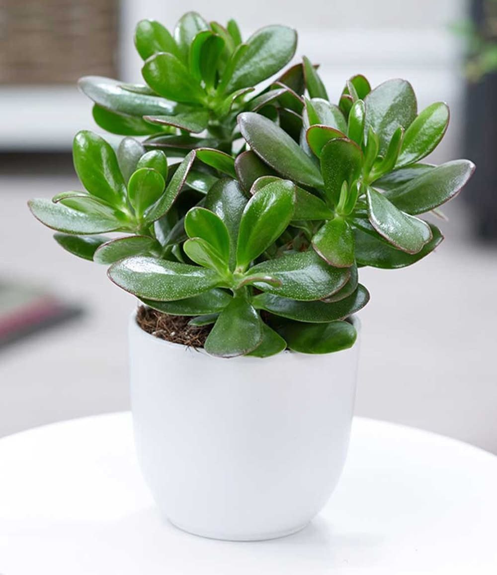 BALDUR Garten Zimmerpflanze Geldbaum Crassula, 1 St., Dickblattgewächs, pflegeleicht