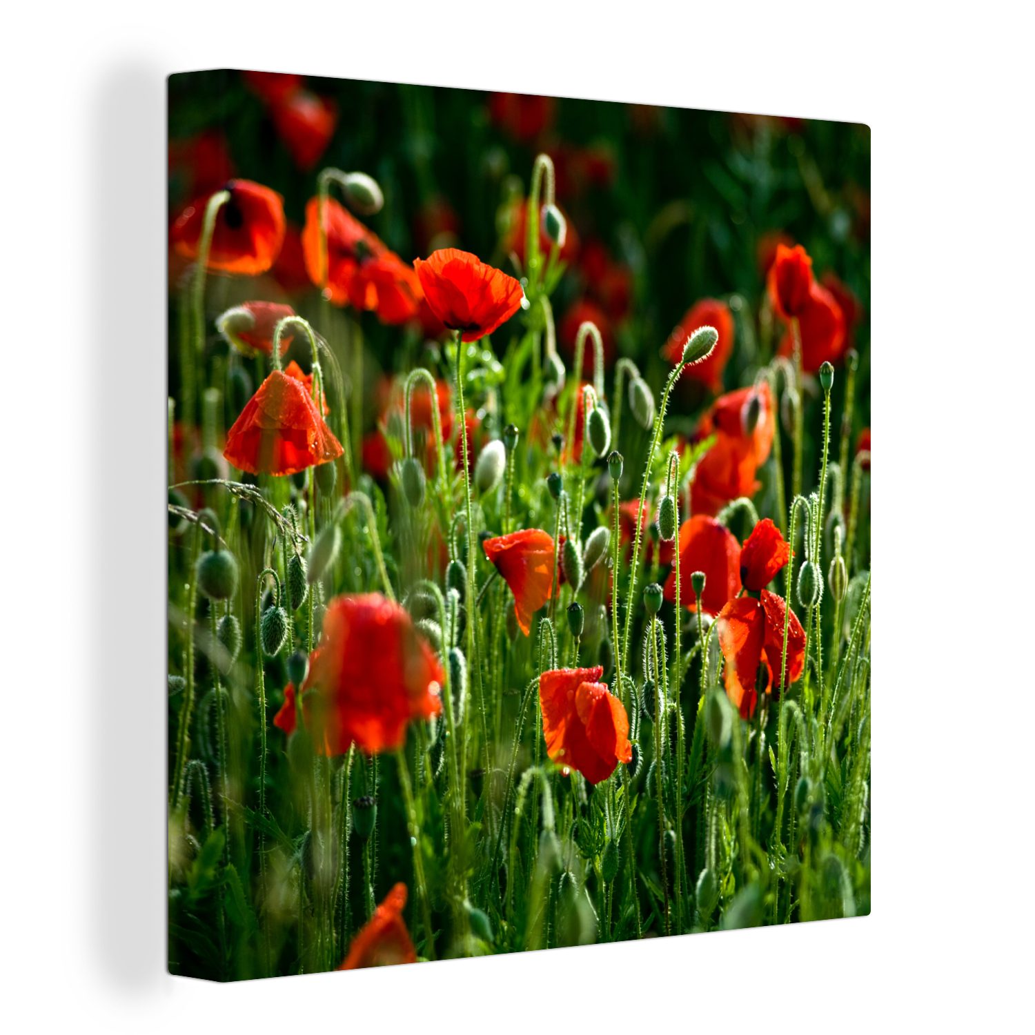 OneMillionCanvasses® Leinwandbild Frontansicht von Mohnblumen auf dem Feld, (1 St), Leinwand Bilder für Wohnzimmer Schlafzimmer