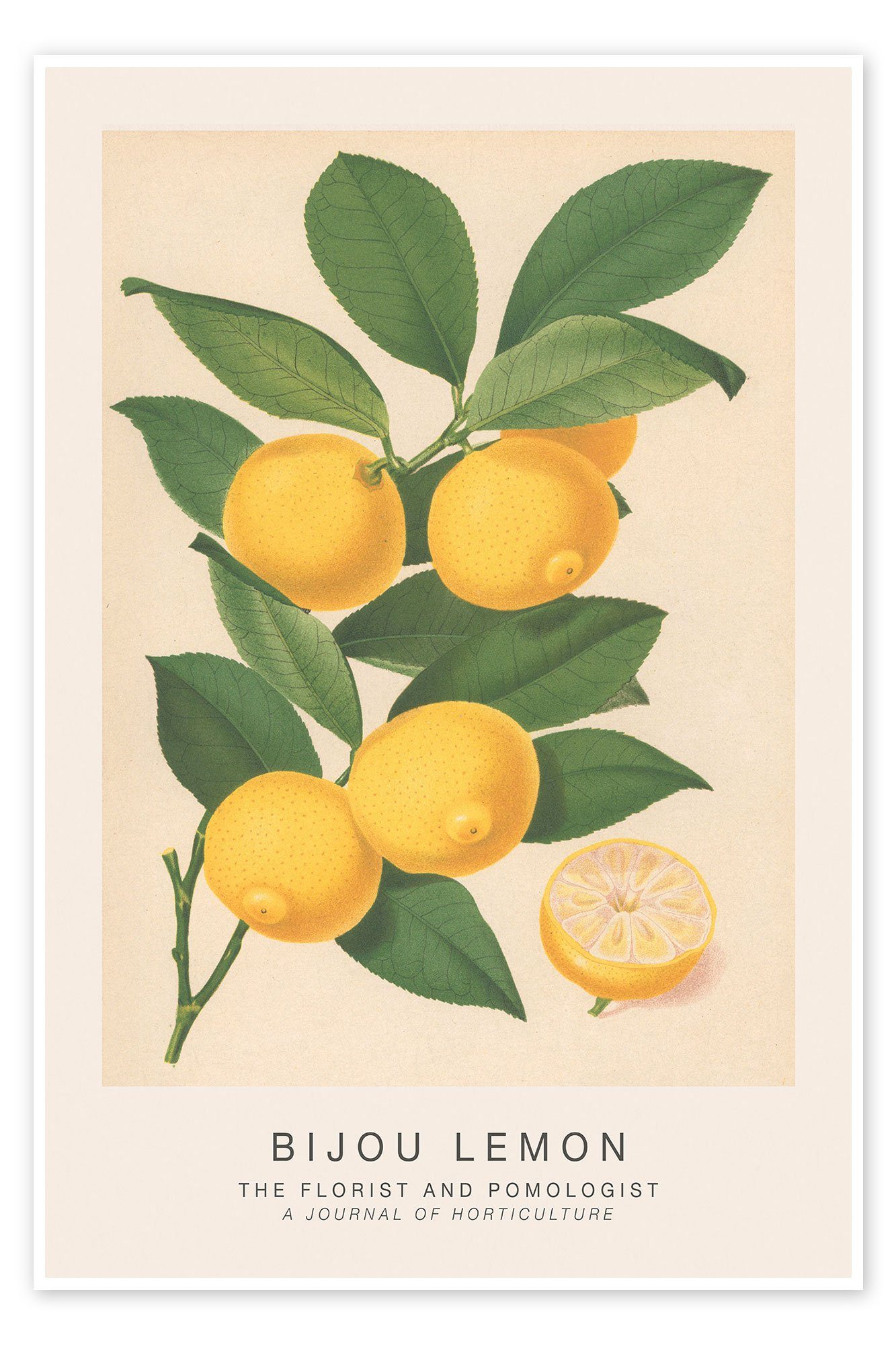 Posterlounge Poster Walter Hood Fitch, The Florist and Pomologist - Bijou Lemon, Küche Modern Illustration