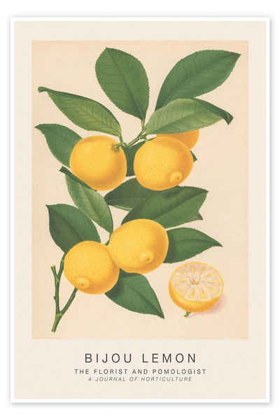 Posterlounge Poster Walter Hood Fitch, The Florist and Pomologist - Bijou Lemon, Küche Vintage Illustration