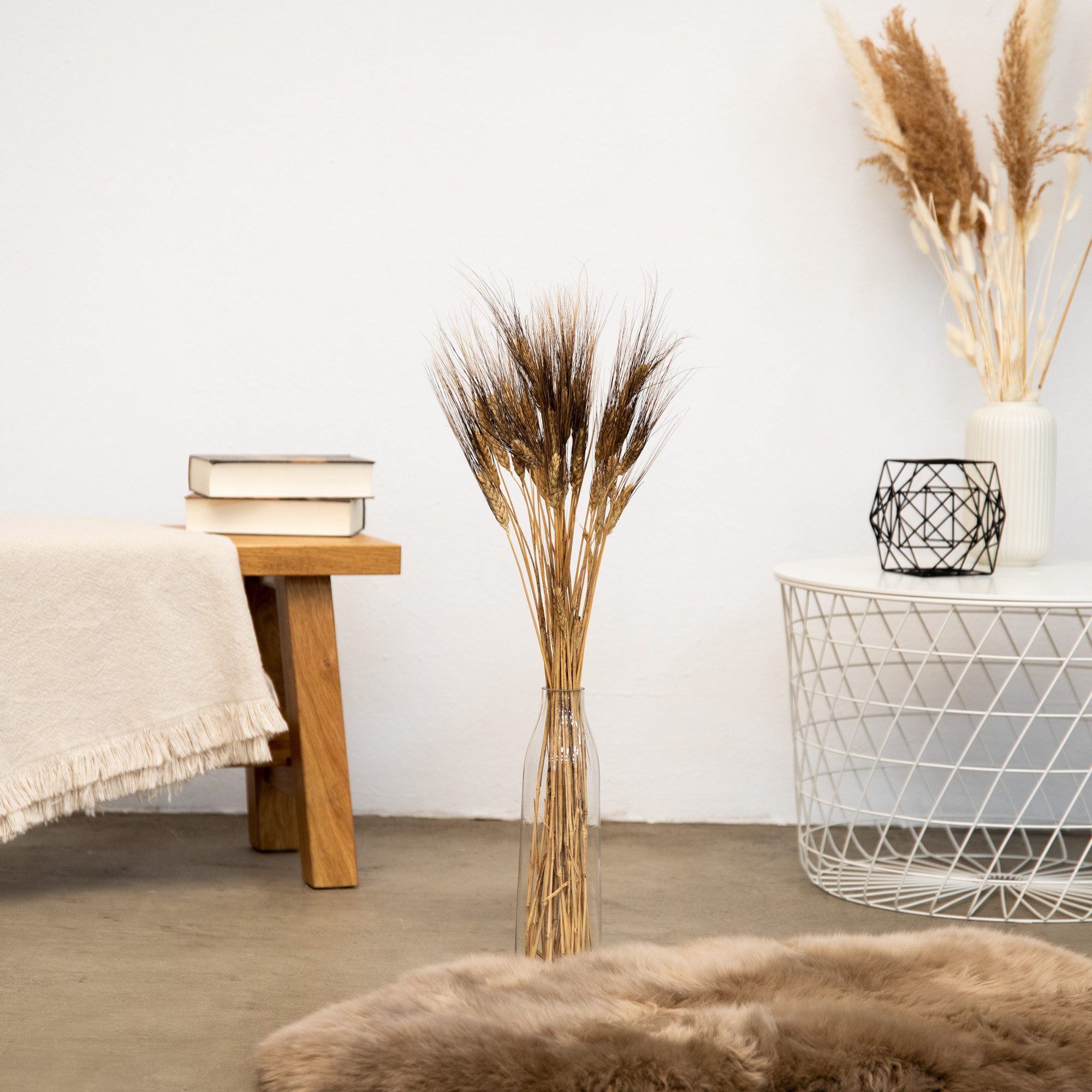 Trockenblume Triticum Gerste “Black Wisps”, ca. 65cm, 1 Bund (ca. 25 Stiele) Gerste, coco+cozy, Höhe 65 cm