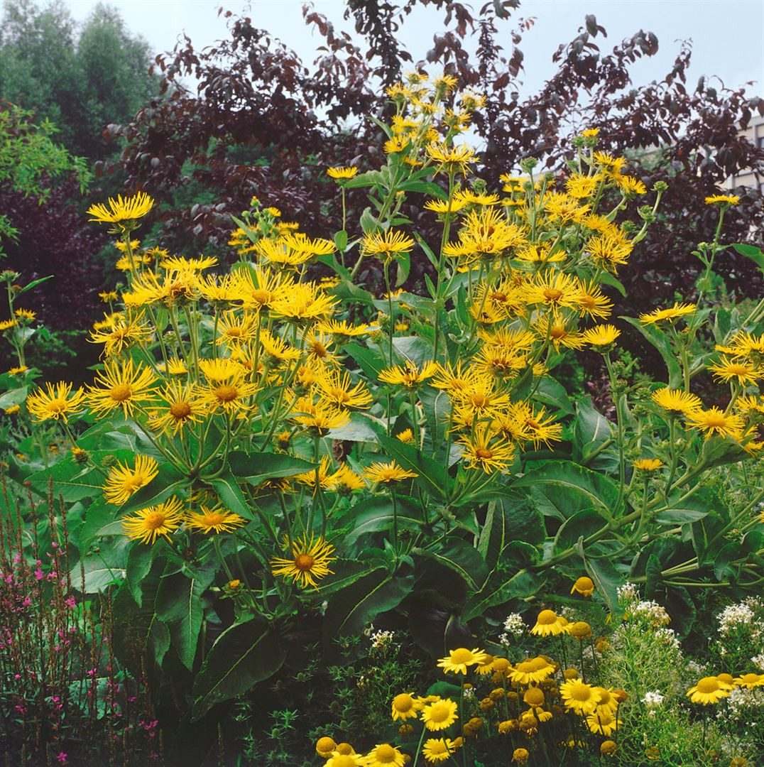 Pflanzen für Dich Staude Inula helenium, 1 St., Alant, Echter Alant, Helenenkraut