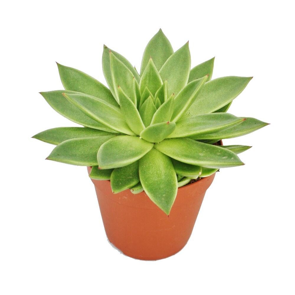 Exotenherz Kaktus Echeveria agavoides - große Pflanze im 12cm Topf