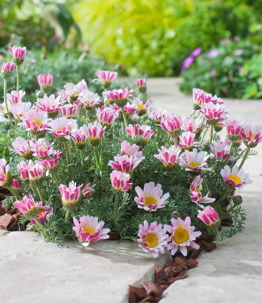 BALDUR Garten Bodendecker Afrikanisches Ringkörbchen, 3 St., Teppichkamille, winterhart, mehrjährig, pflegeleicht