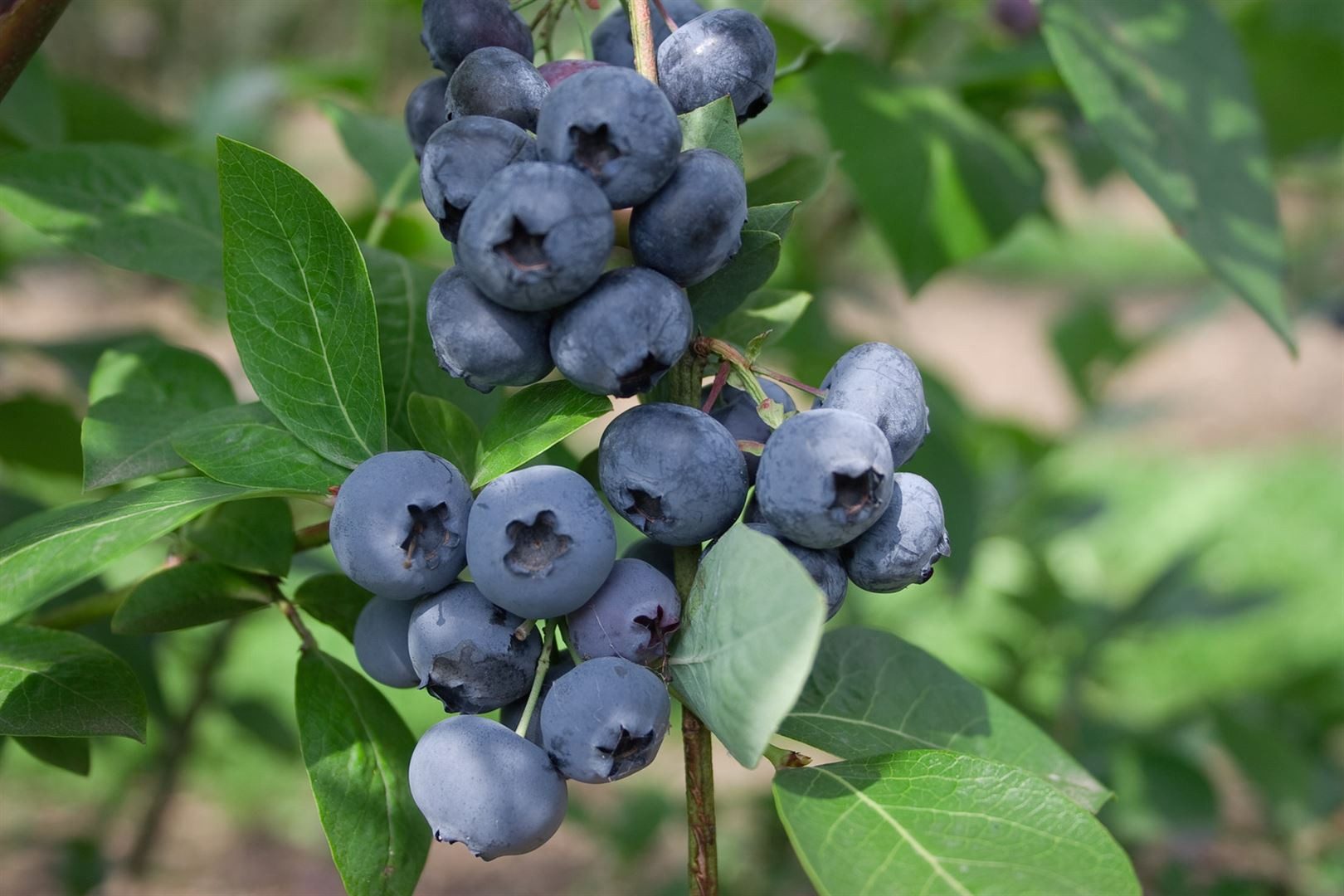 Pflanzen für Dich Obstpflanze Vaccinium corymbosum Polaris, 1 St., Kulturheidelbeere, Blaubeere, Heidelbeere, blaue Beeren, frosthart