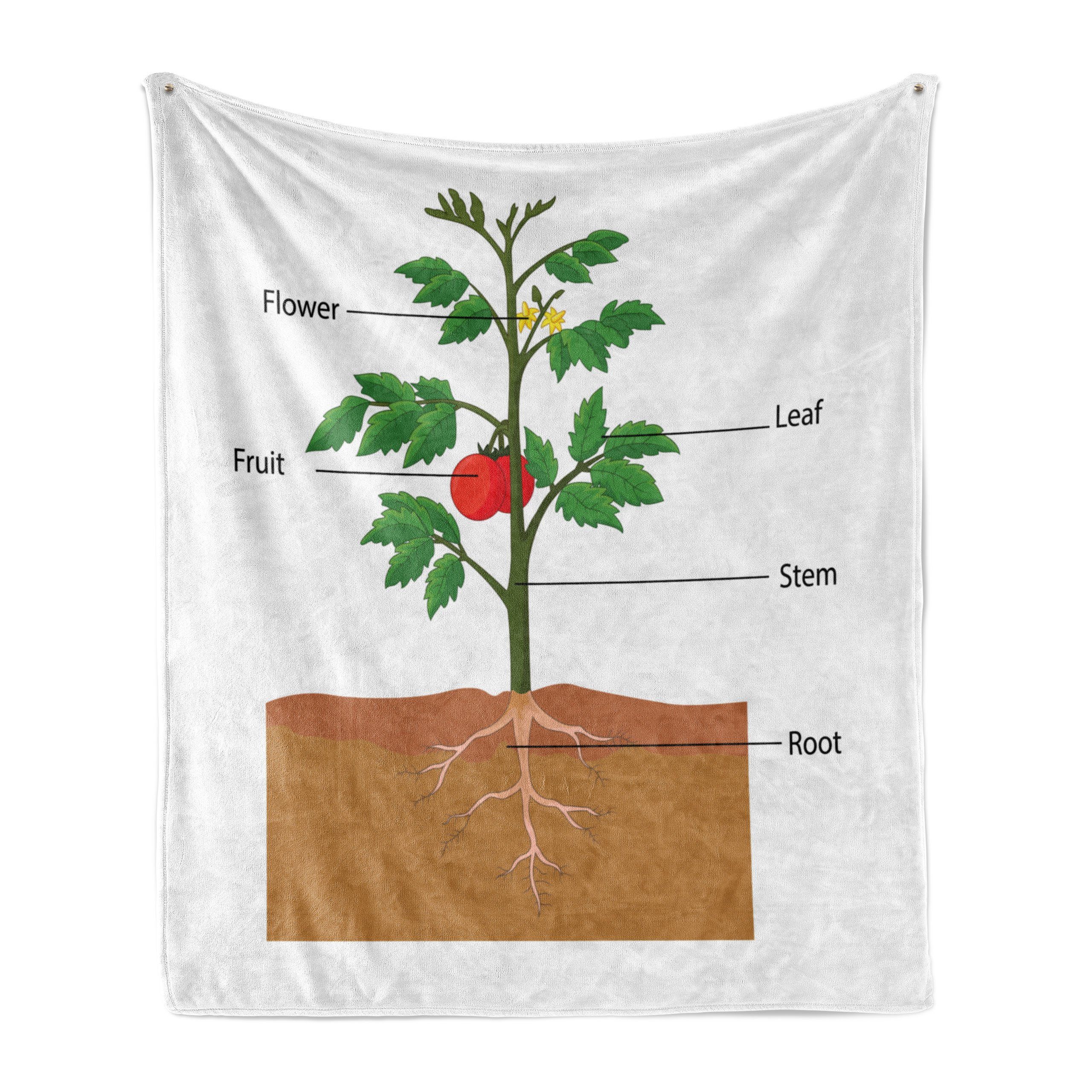Tomatenpflanze Biologie einer Plüsch Wohndecke für Teile den Innen- Abakuhaus, und Außenbereich, Gemütlicher