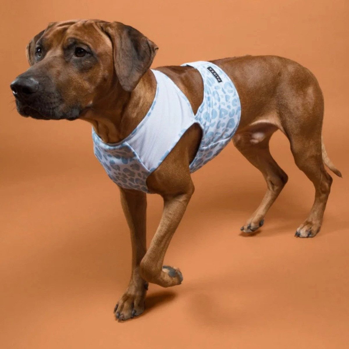 PAIKKA Hundeweste Hunde Kühlweste "Cool Vest" Snow Leo