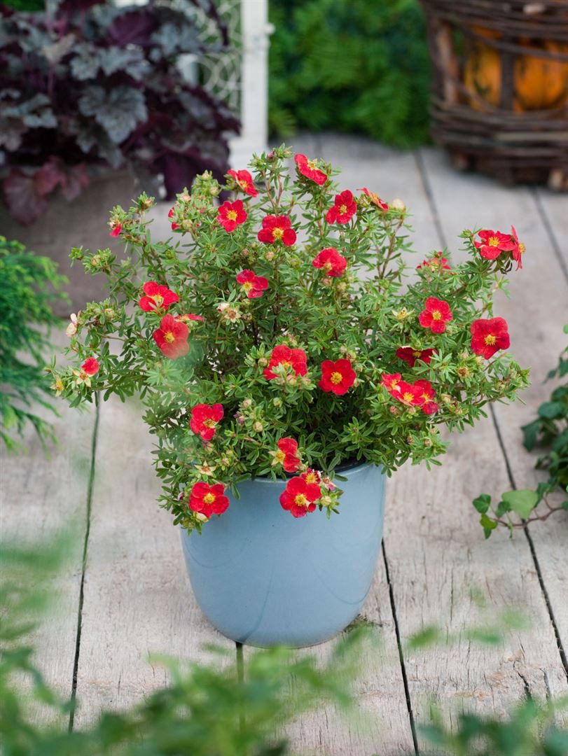 Pflanzen für Dich Bodendecker Potentilla frut. Red Joker, 1 St., Fingerstrauch, Strauch-Fingerkraut, rote Blüten, kompakter Wuchs
