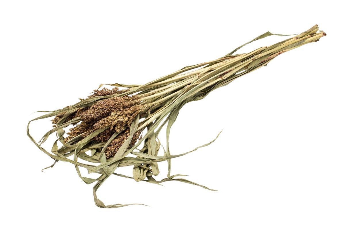 Trockenblume Sorghumhirse, getrocknet, im Bund, Länge ca. 60cm Trockenblumen, NaDeco