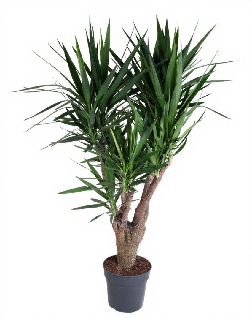 Pflanzen für Dich Zimmerpflanze Yucca, 1 St., sukkulent, pflegeleicht