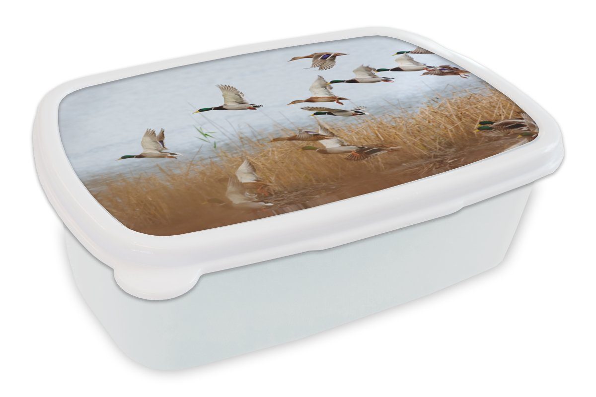 MuchoWow Lunchbox Brotdose, Jungs Kinder Ente - und (2-tlg), weiß Brotbox Kunststoff, Vogel für Wasser Schilf Mädchen - und - Enten, Erwachsene, für 