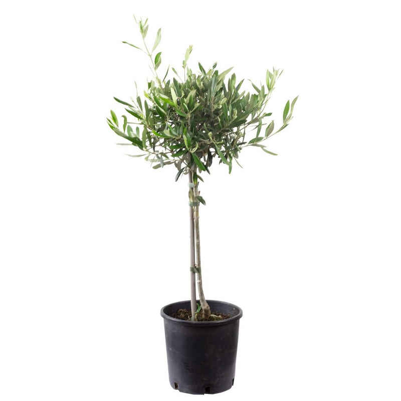 Flowerbox Blumentopf »bepflanzt mit Zimmerpflanze Olivenbaum - Olea europaea - Höhe ca. 60 cm, Topf-Ø 19 cm«