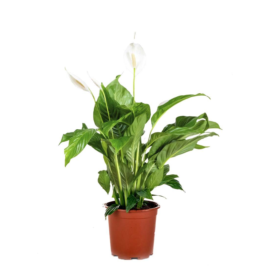 Bloomique Zimmerpflanze Spathiphyllum Torelli, Einblatt, Zimmerpflanze, 60-70 cm, Topf 17 cm, 1 St.