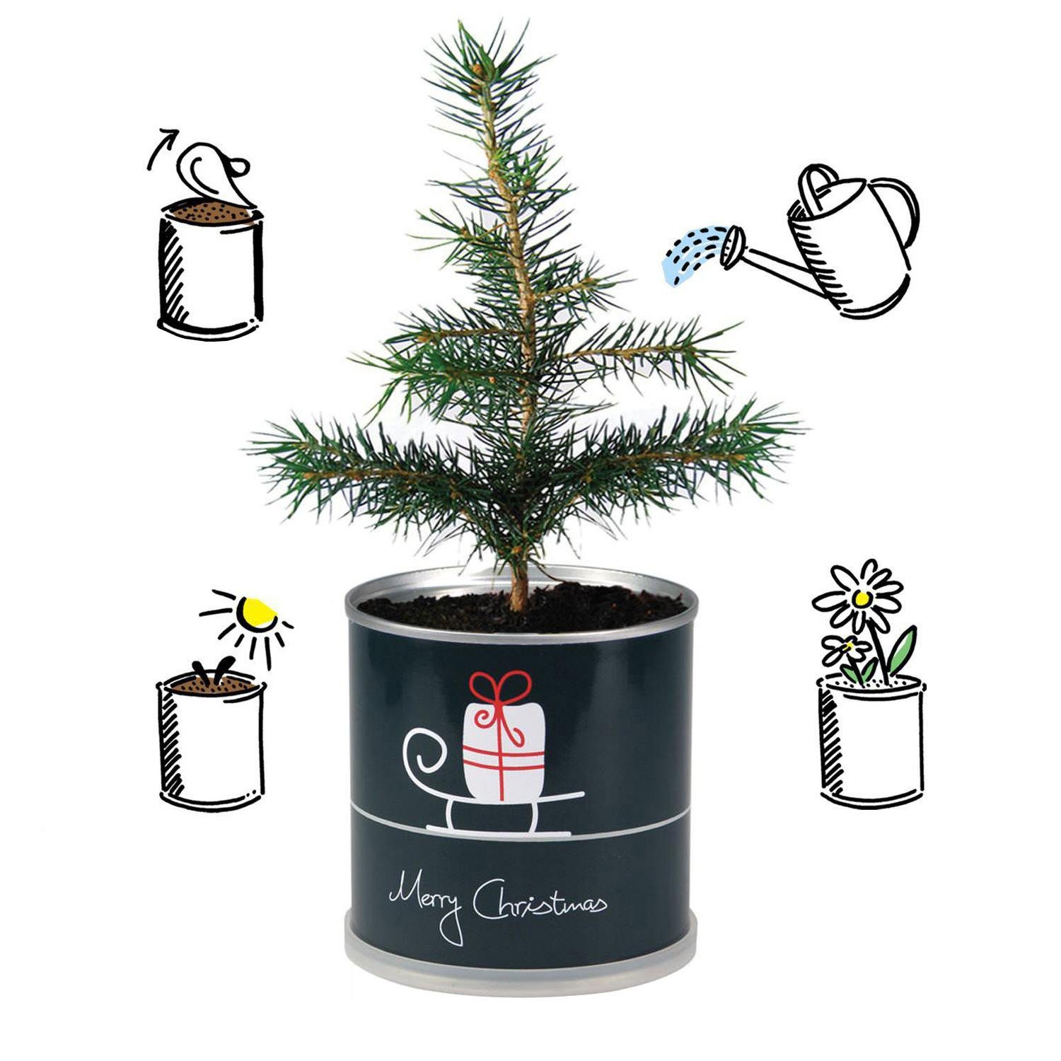 MacFlowers® Anzuchttopf Weihnachtsbaum Set (2 2er in Tanne Schlitten Dose der St) Merry - Christmas 