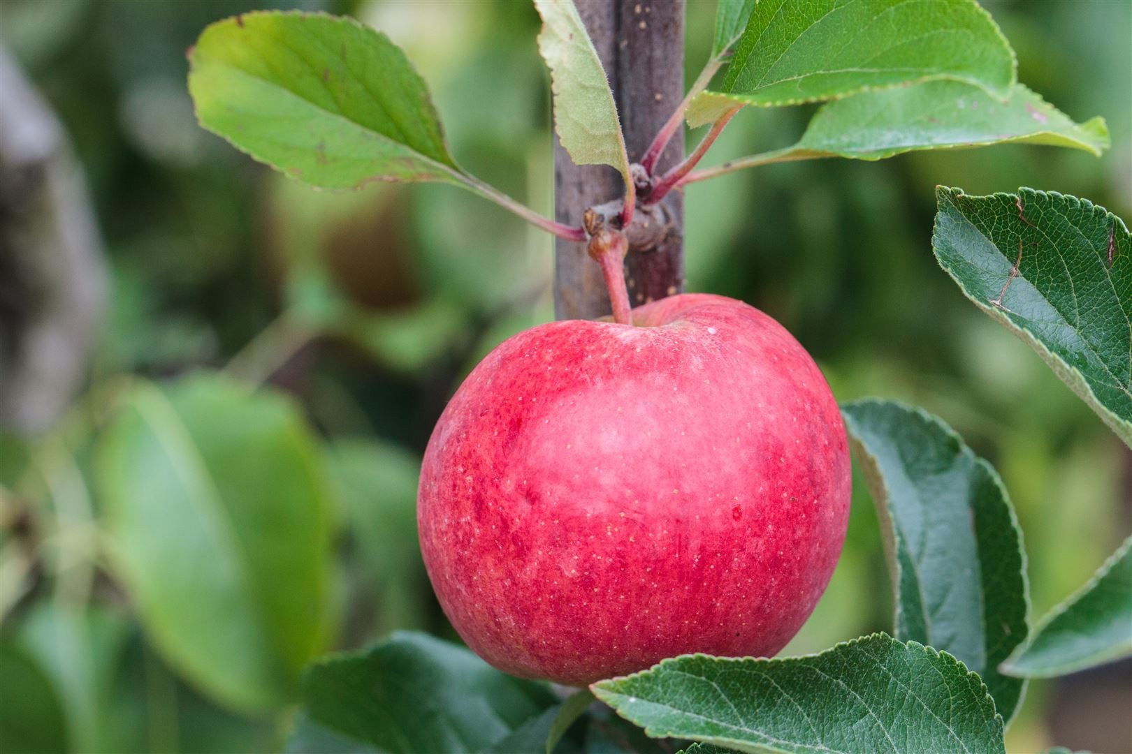 Pflanzen für Dich Gehölze Malus 'Roter Berlepsch', 1 St., Roter Berlepsch, Apfelbaum