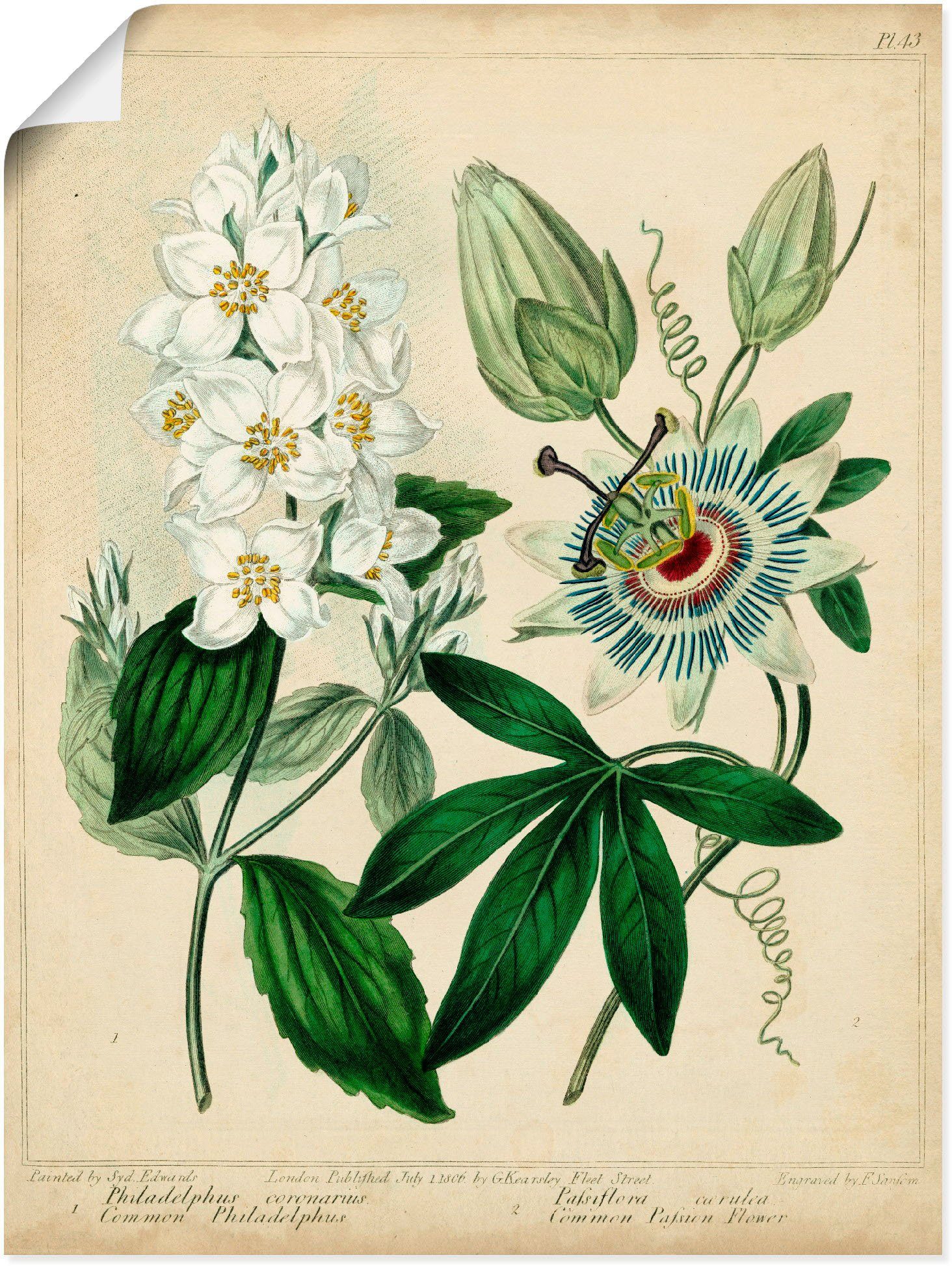 Artland II, oder Federnelke (1 Poster St), in Wandaufkleber Wandbild Leinwandbild, Größen Blumen versch. Alubild, als