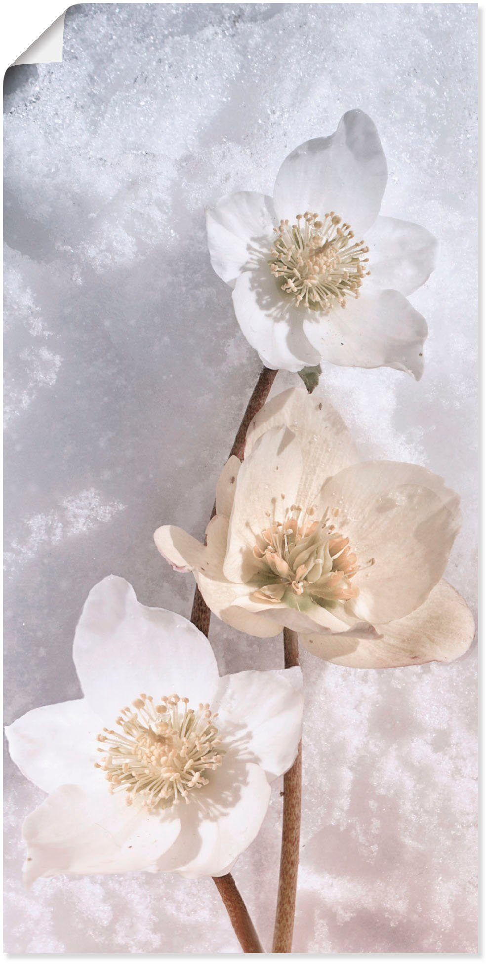 Artland Wandbild Christrose im Schnee, in oder Leinwandbild, als Blumen versch. Alubild, (1 Poster St), Größen Wandaufkleber