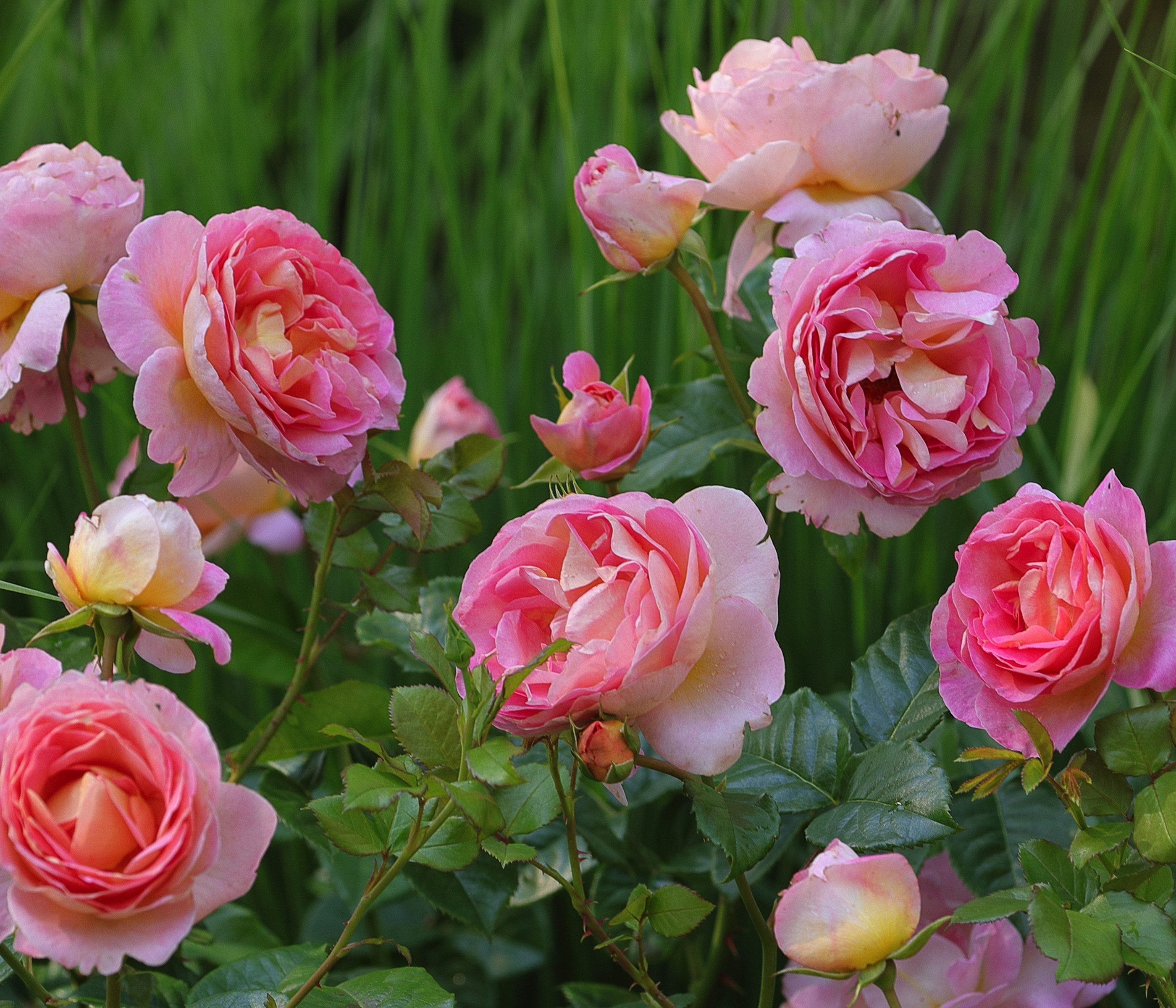 Dehner Rose Edelrose Dornburger Schlossrose, Rosa-hybride, großblütige duftende rosa-gelbe Blüten, Züchter Tantau