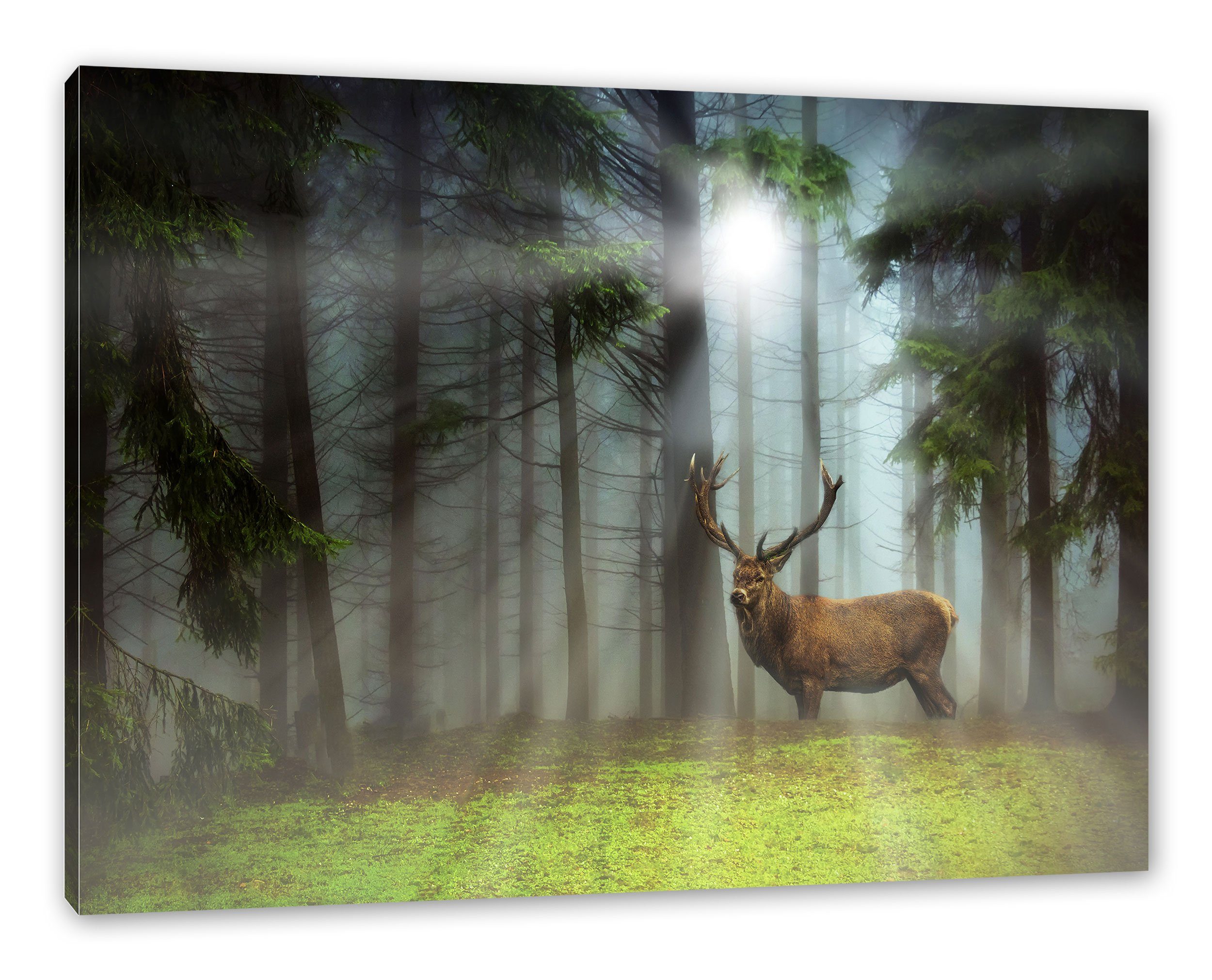 Pixxprint Leinwandbild Hirsch auf Waldlichtung Sonnenstrahlen, Hirsch auf W günstig online kaufen